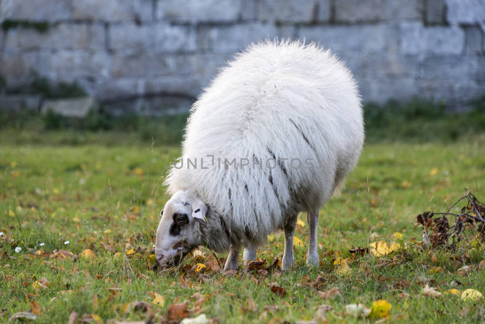 white sheep grazing on green grass