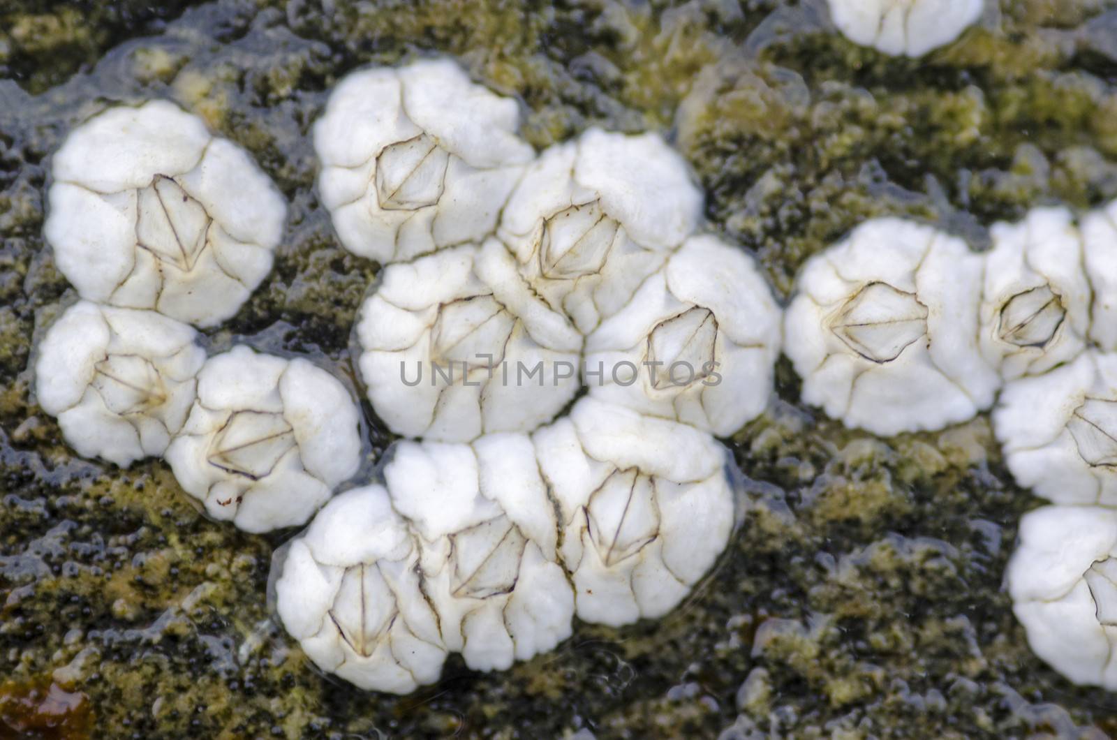 Closeup of small barnacles on a rock