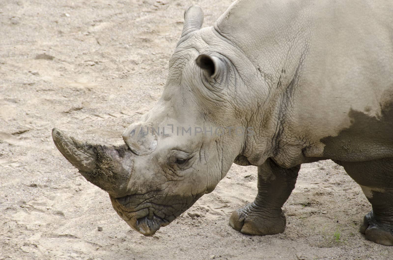 White rhinoceros, Ceratotherium simum by Arrxxx