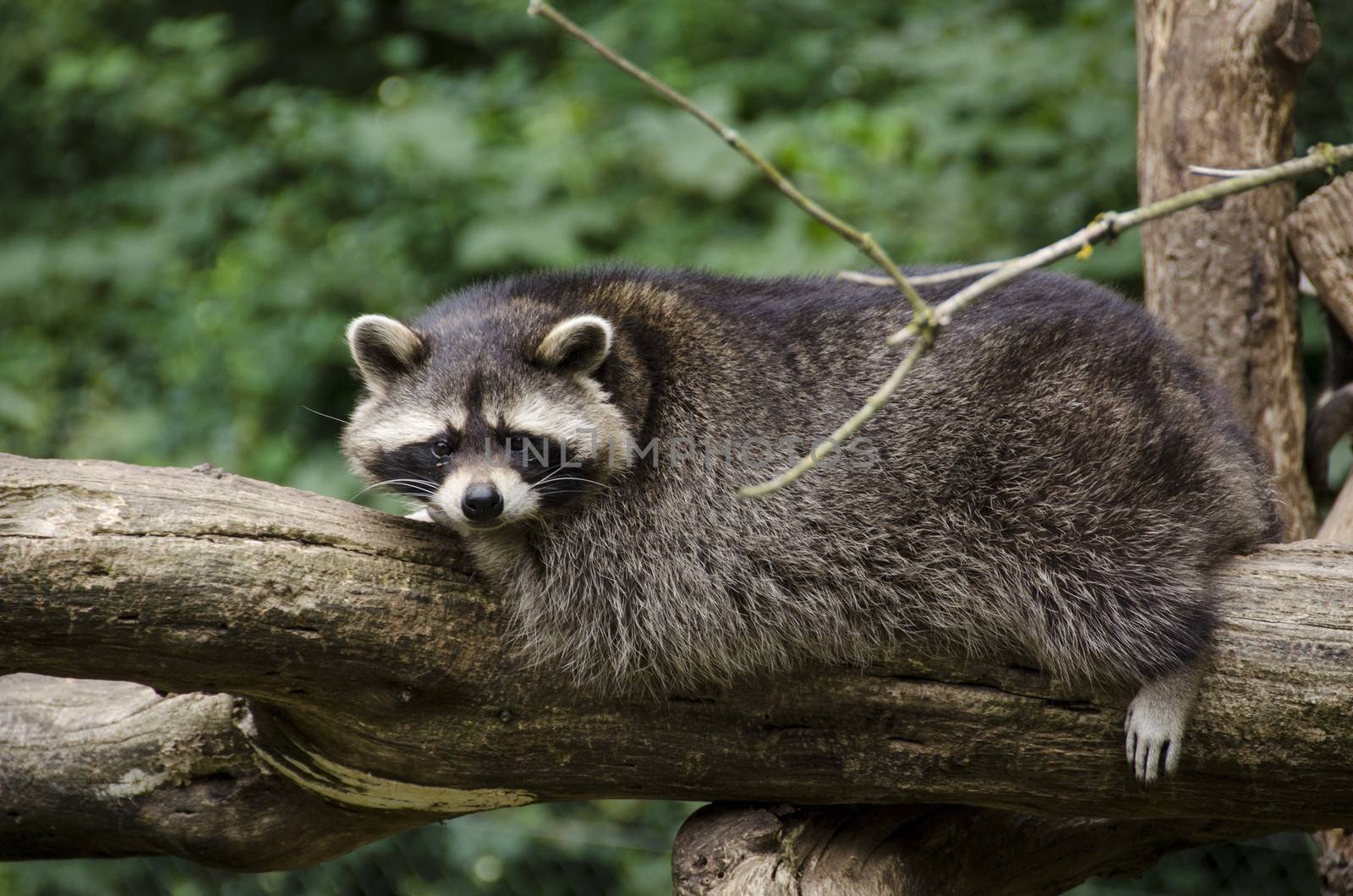 Raccoon, Procyon lotor sitting on a tree branch and looking around