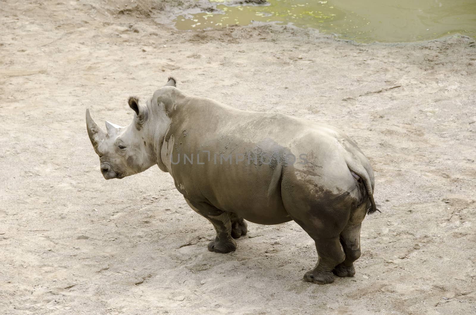 White rhinoceros or square-lipped rhinoceros Ceratotherium simum