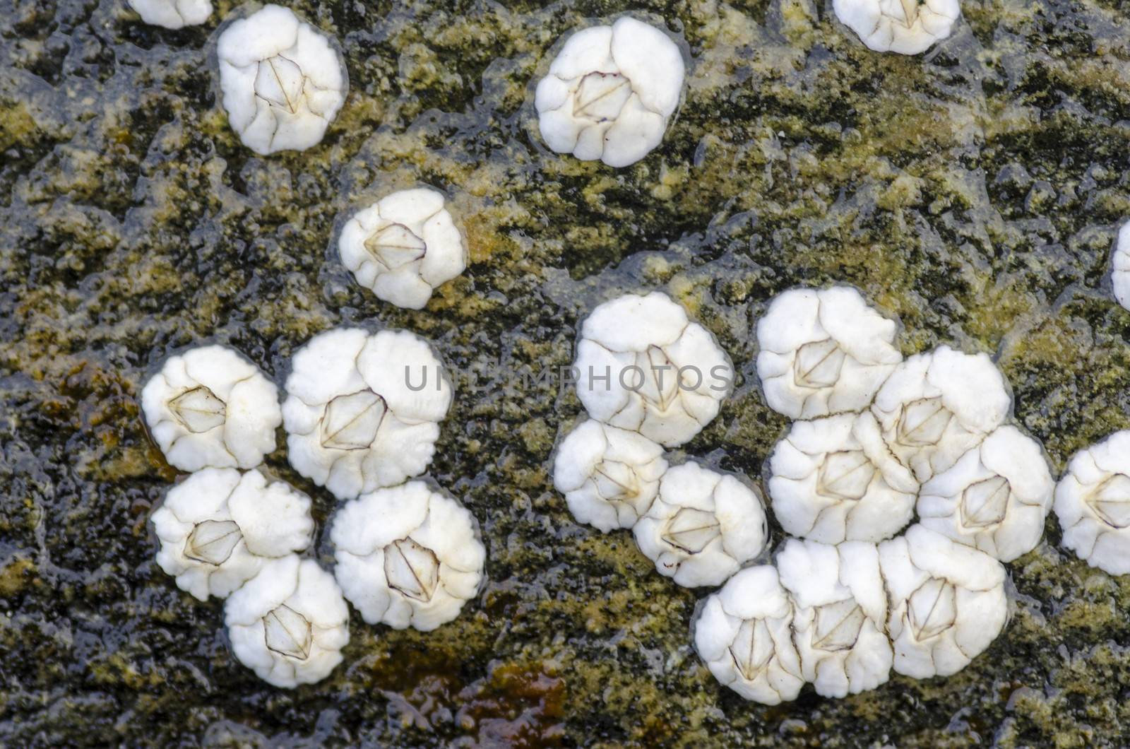 Closeup of small barnacles on a rock