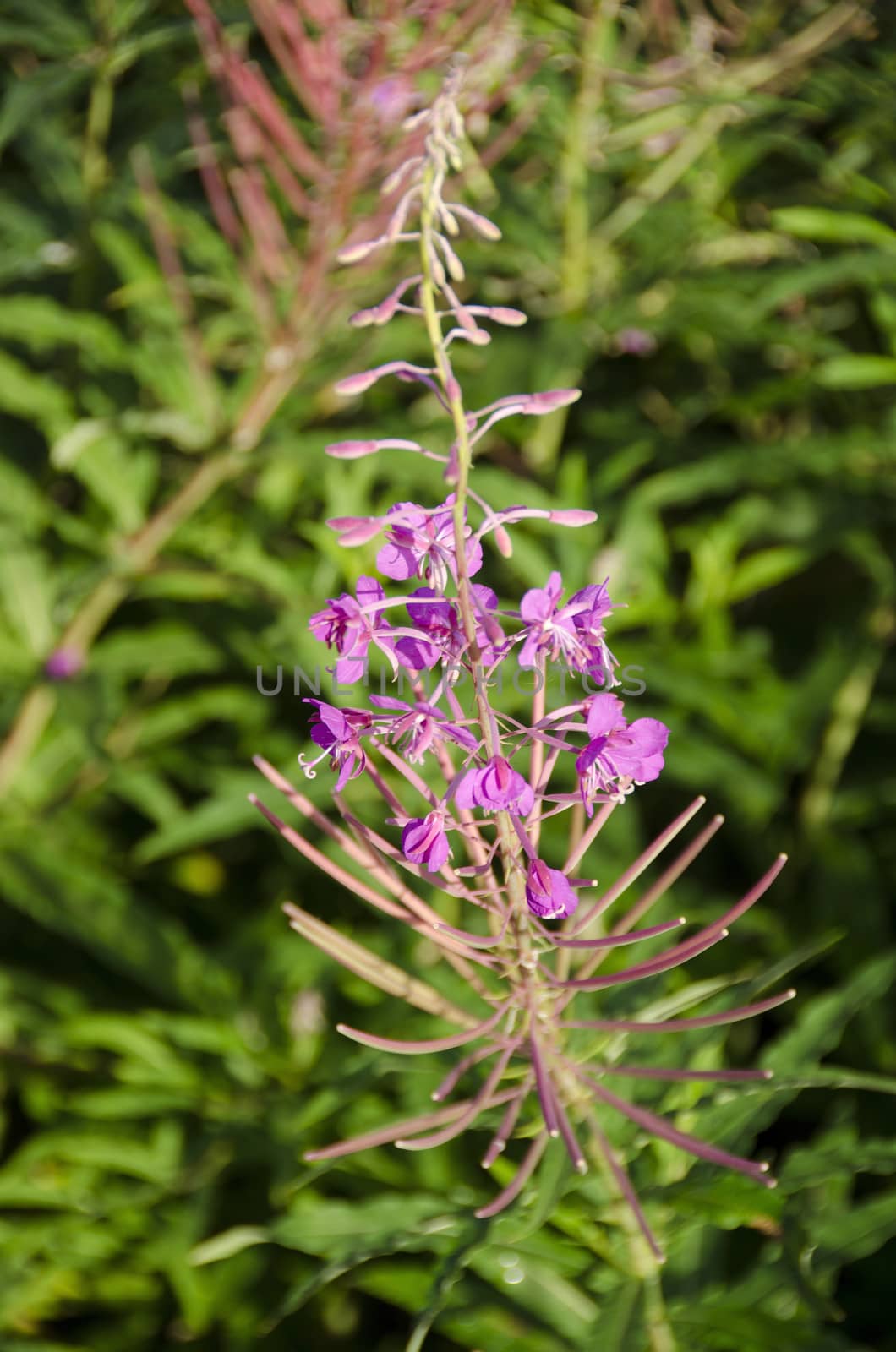 Willowherb, Epilobium Angustifolium flowering in August in pink