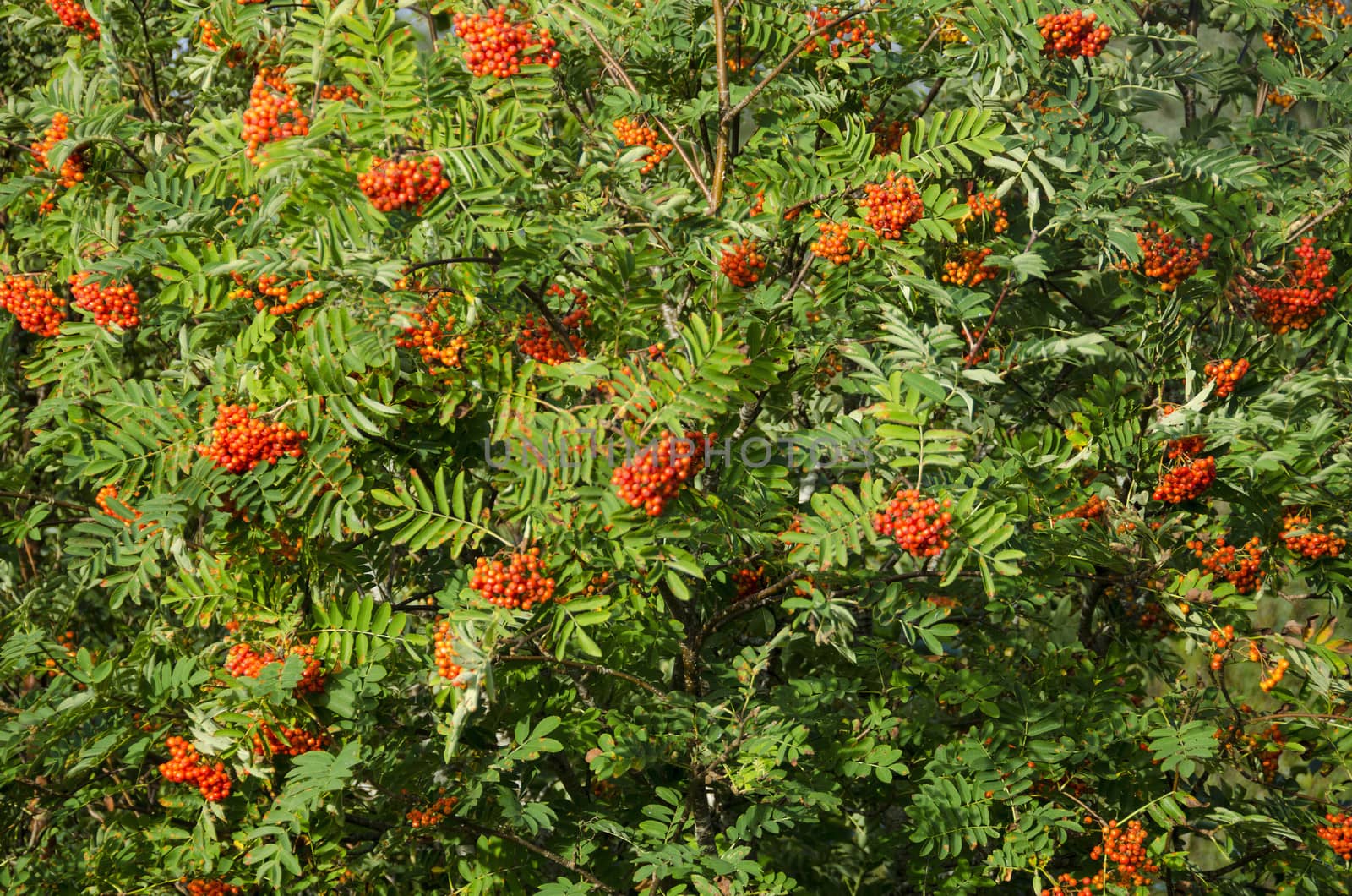 Sorbus aucuparia, rowan or mountain-ash with orange berries in summer