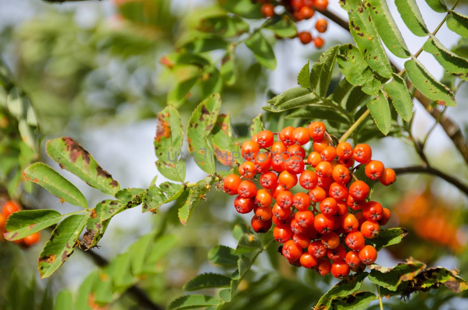 Sorbus aucuparia, rowan or mountain-ash by Arrxxx