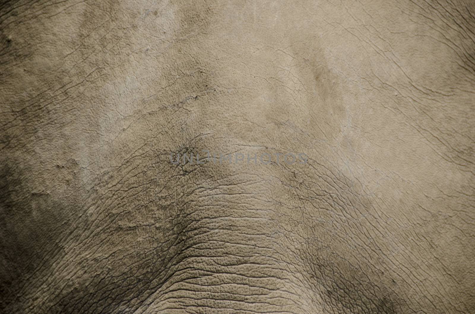 Background of a grey rhino skin animal