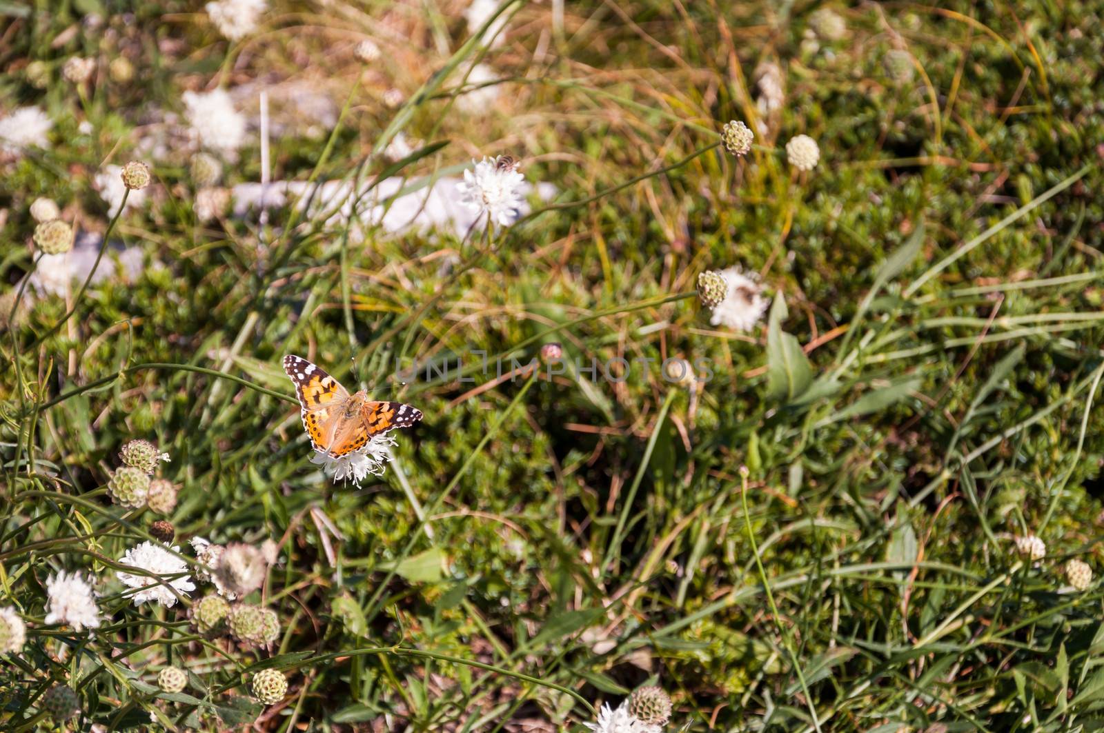 Orange butterfly on a mountain meadow.