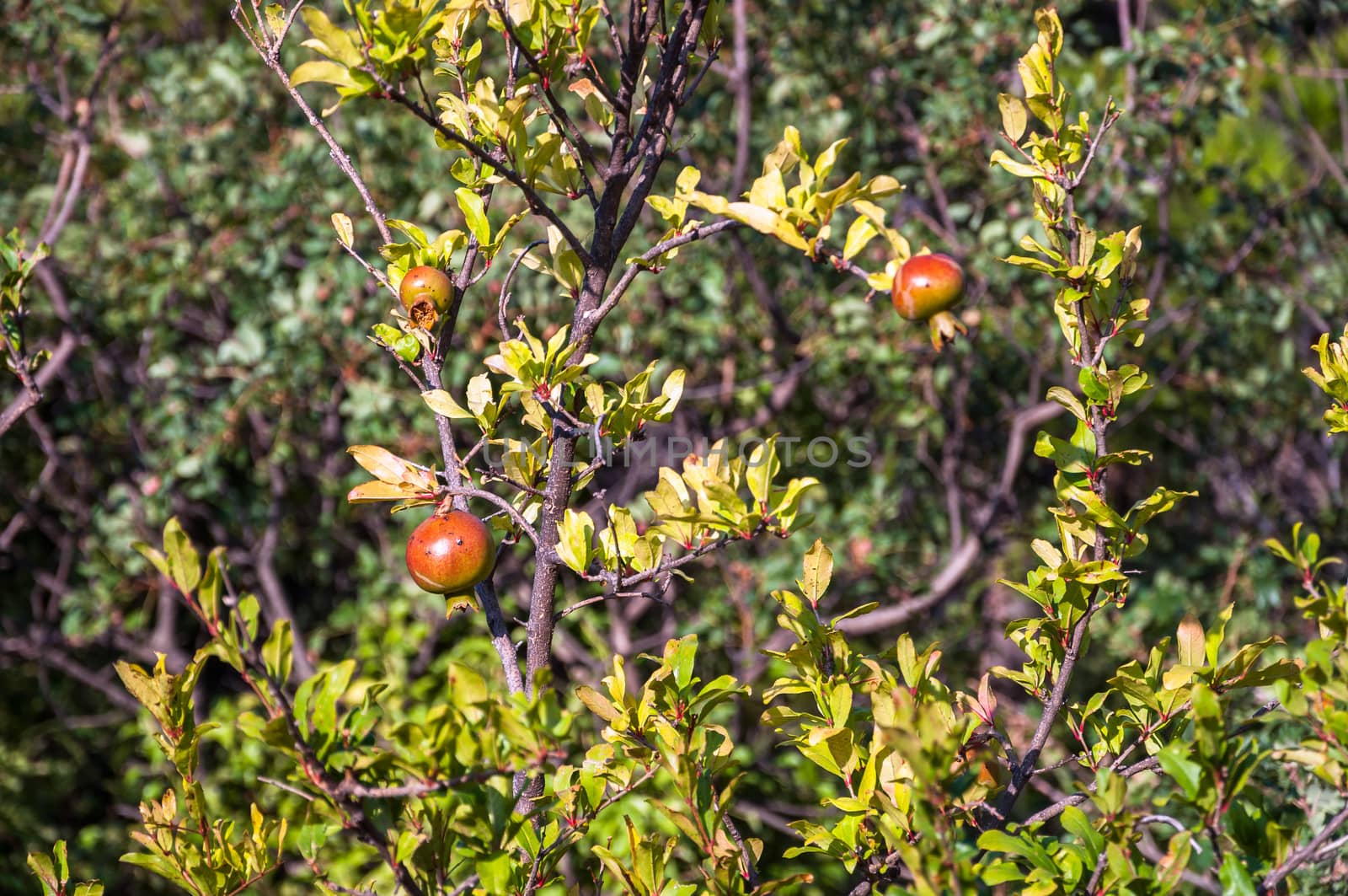 Red pomegranate fruit ripening in the sun.