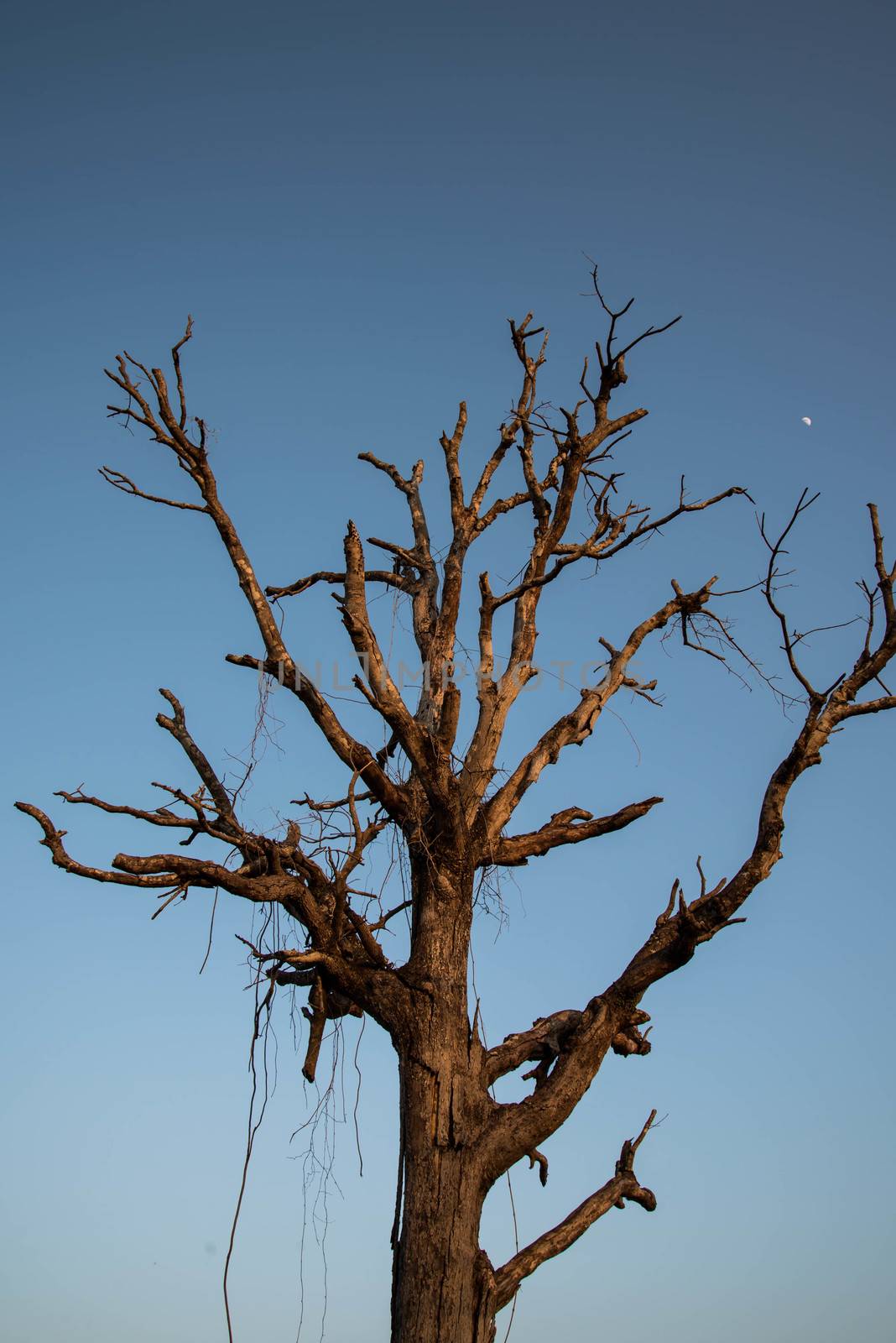 Dry tree in country of Thailand. Arid