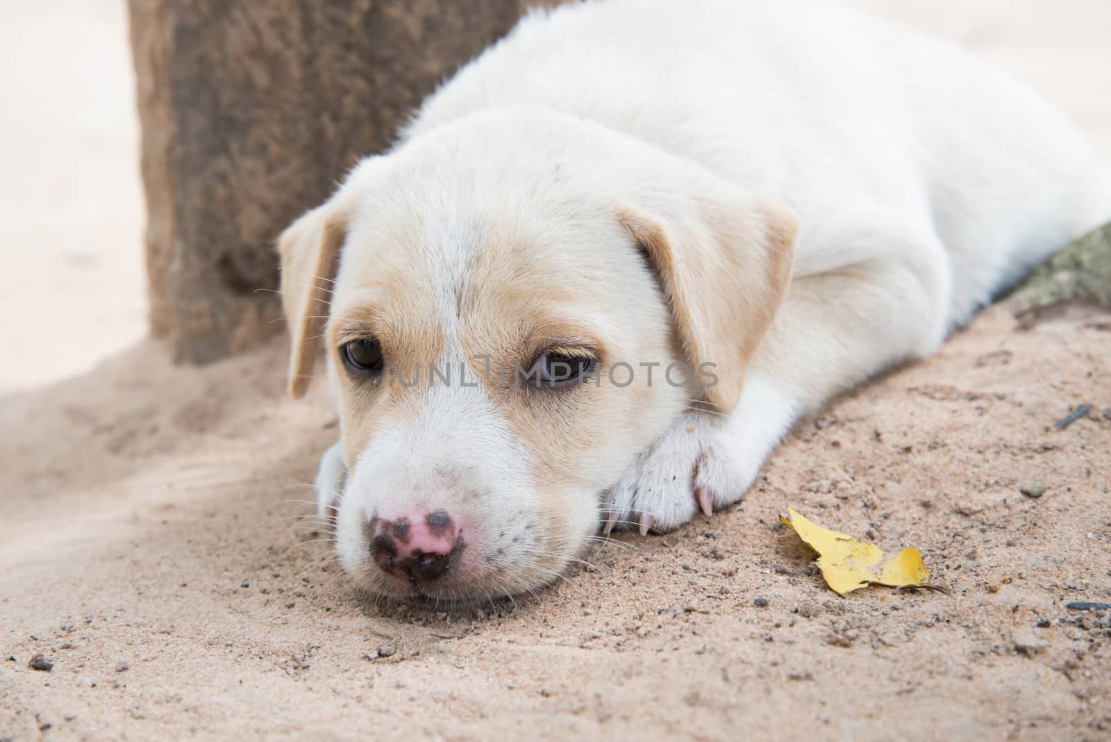 Lonely dog. by watcharapol