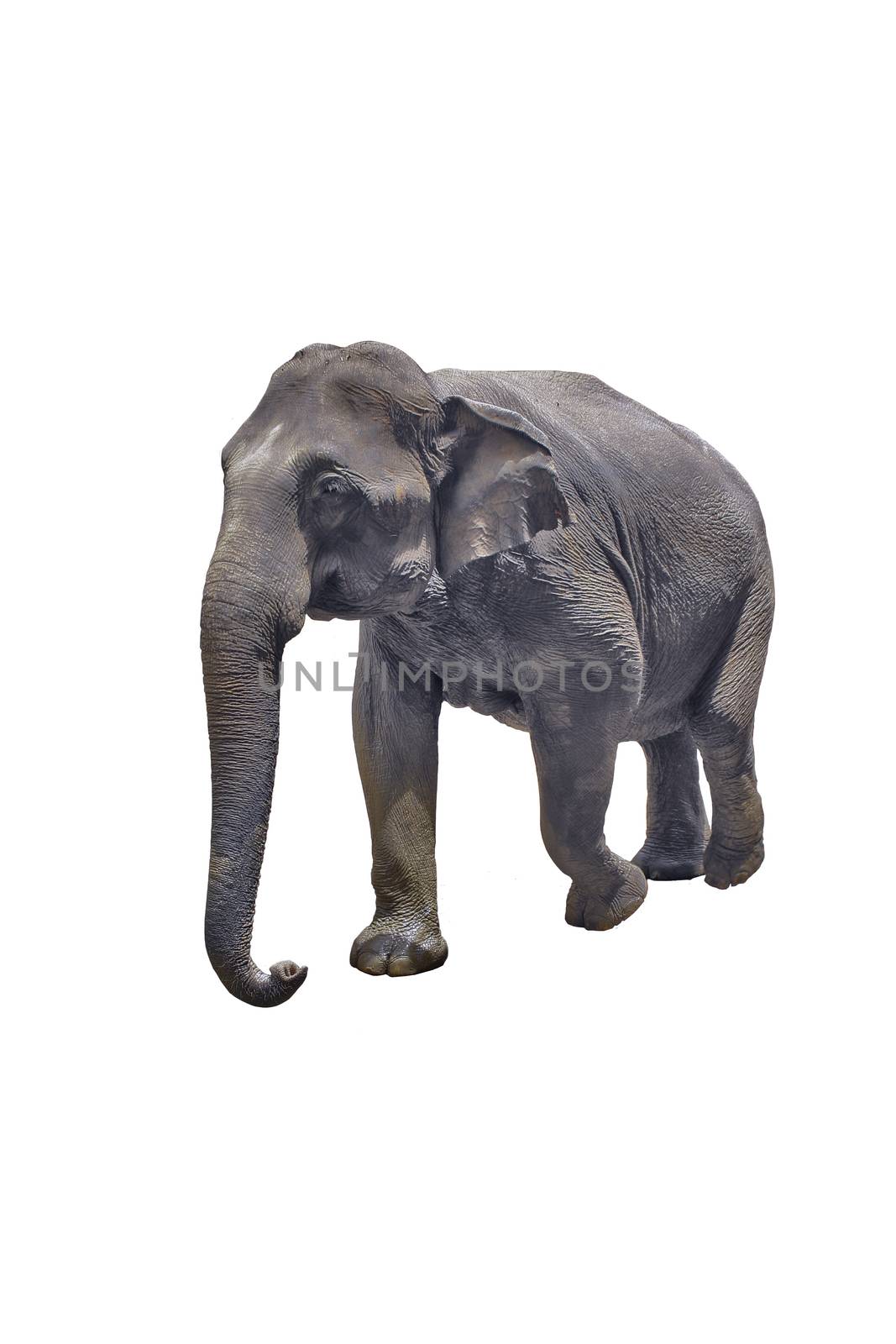 Elephant isolated on white background by haiderazim