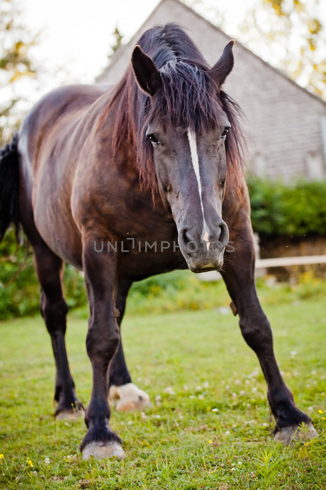 Upset horse in nature ready to charge the photographer