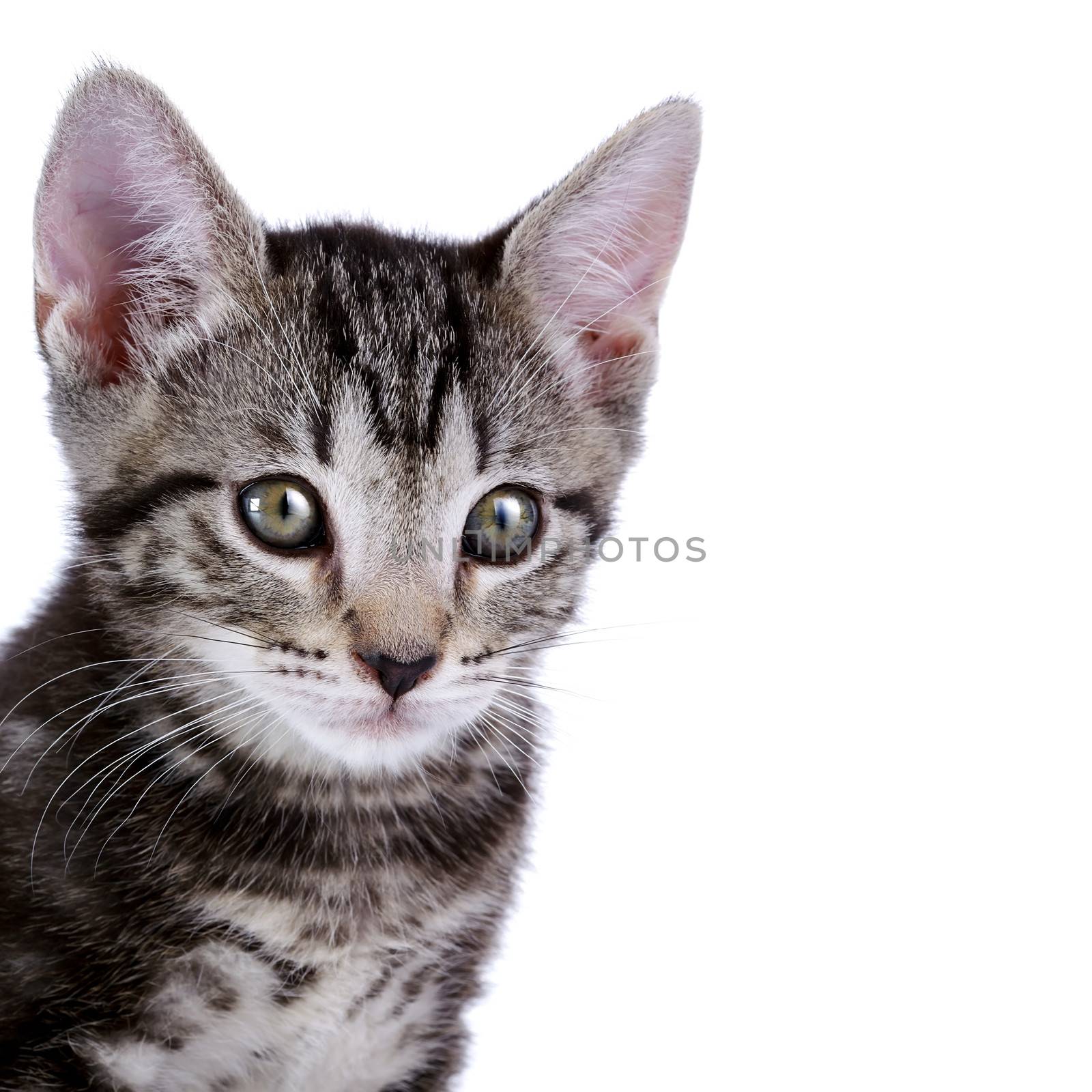 Portrait of a kitten by Azaliya