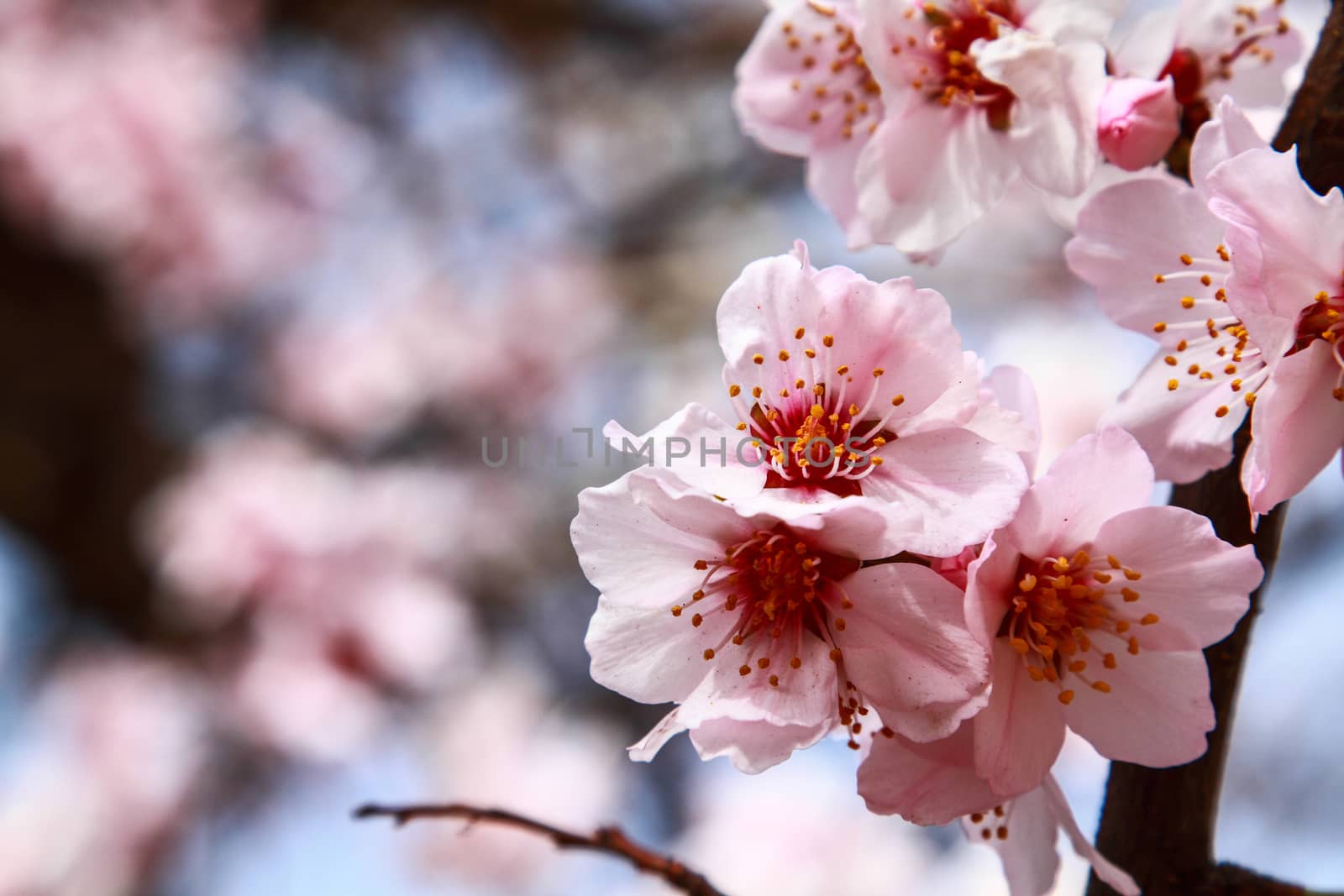 Closeup branch sakura or cherry blossom flower