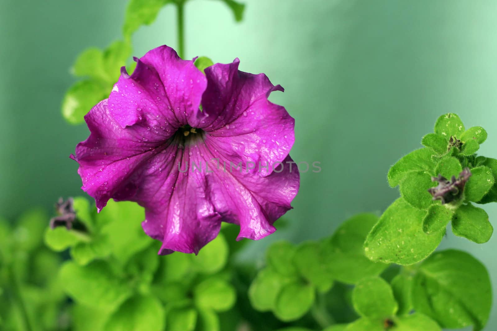 Violet petunia blooming under drops and green leaves by scullery