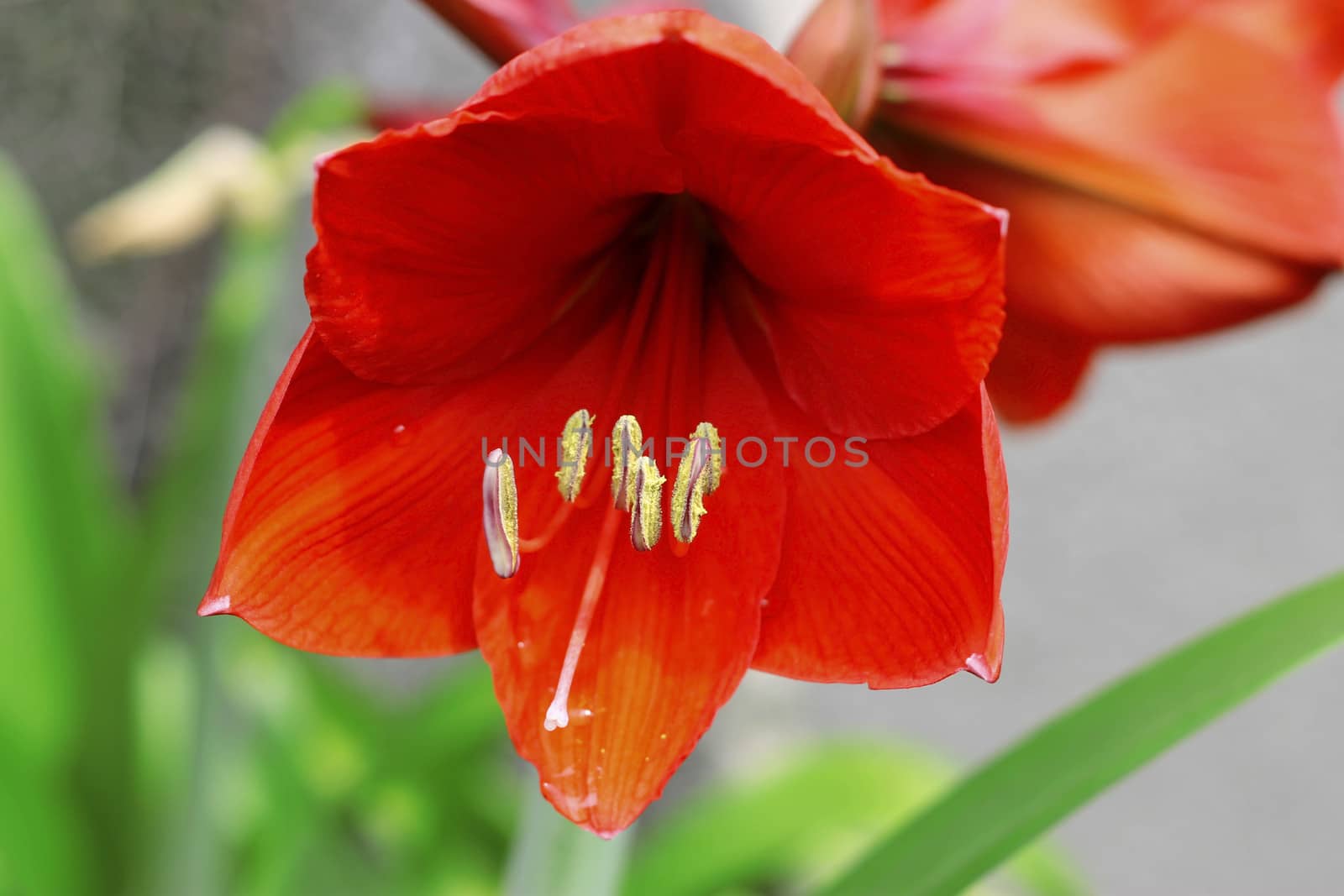 Blooming red amarilis and water drops after rain by scullery