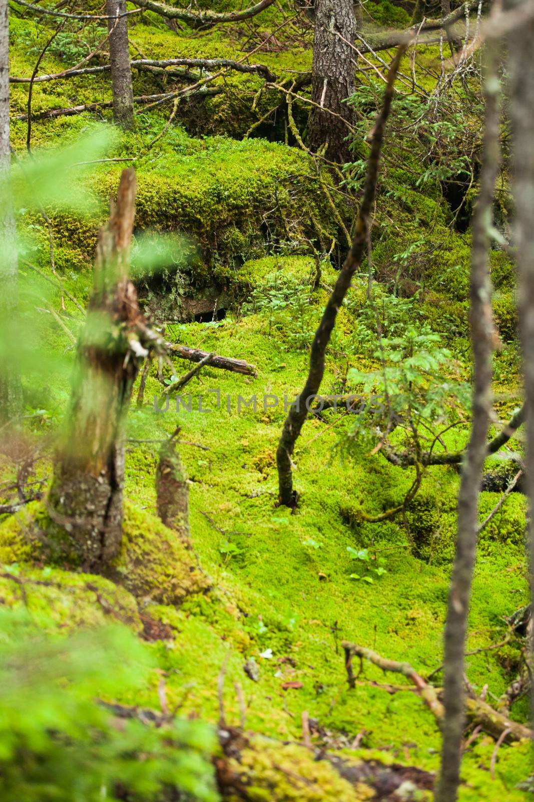 Tree Moss Deep in a Wild Forest with Soft Light