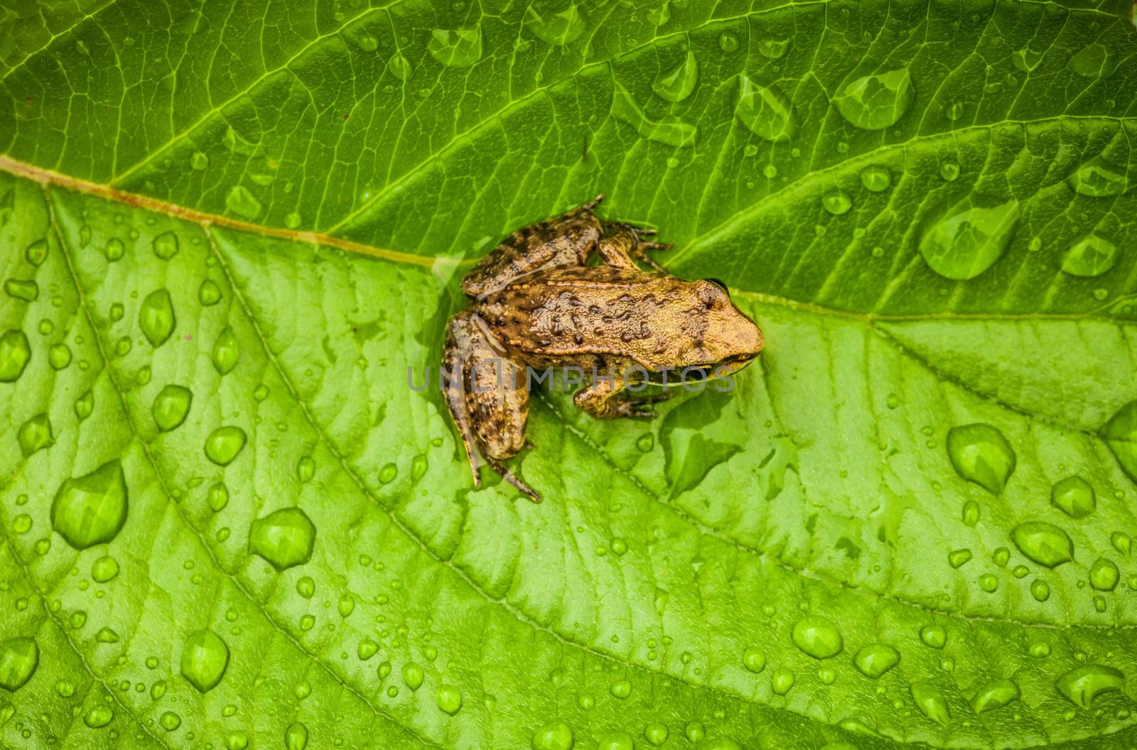 Miniature from sitting on a Wet Leaf in Forest