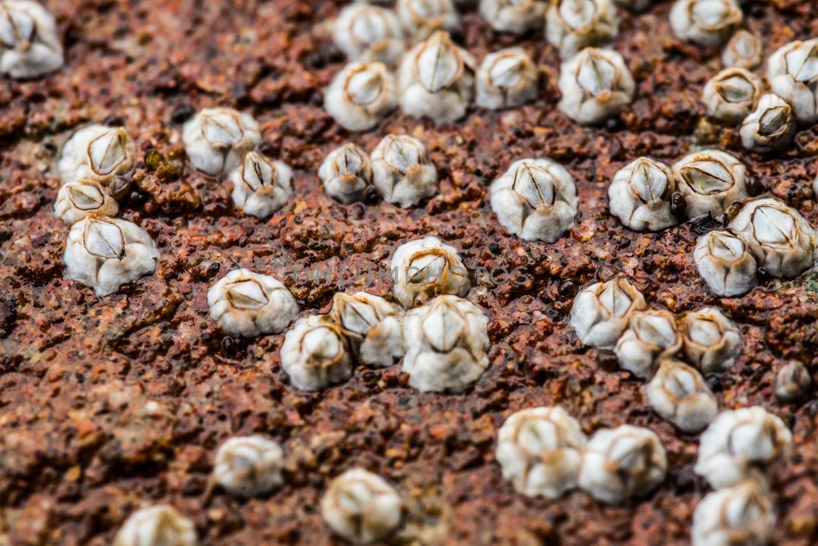 Macro (extreme closeup) of Some miniature white Balanus glandula on a rock while the Tide was Low