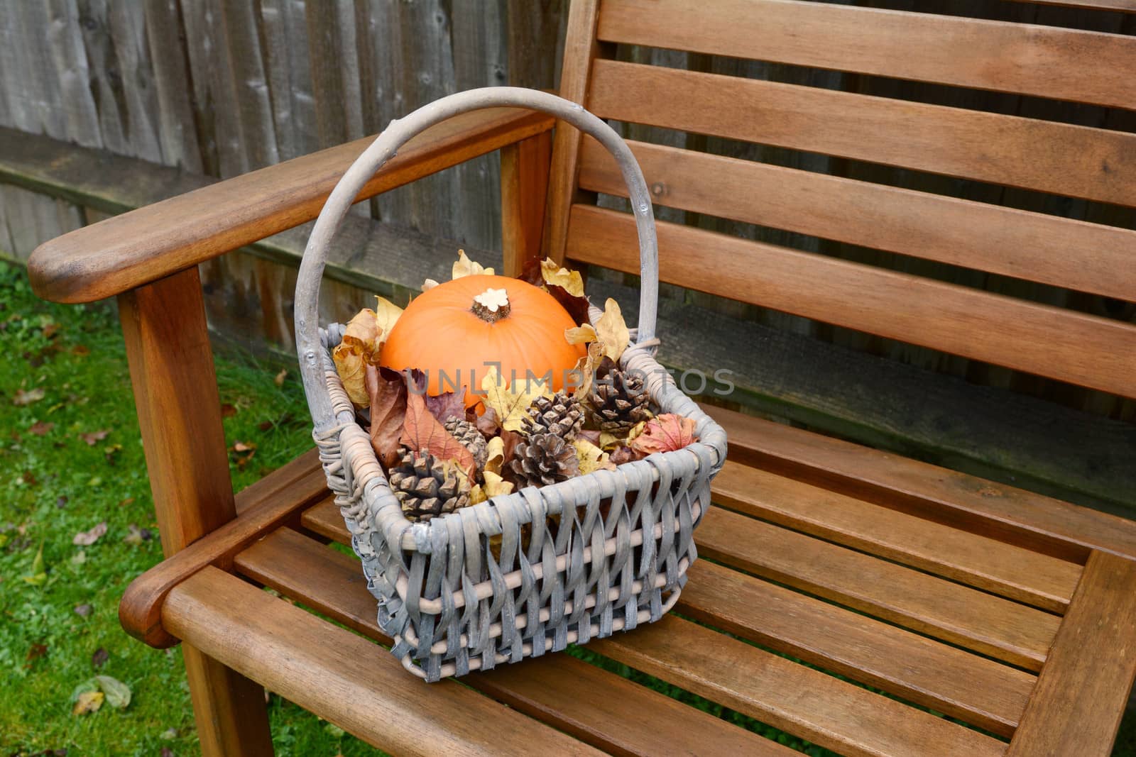 Basket of pumpkin, leaves and pine cones collected in autumn time on a garden bench