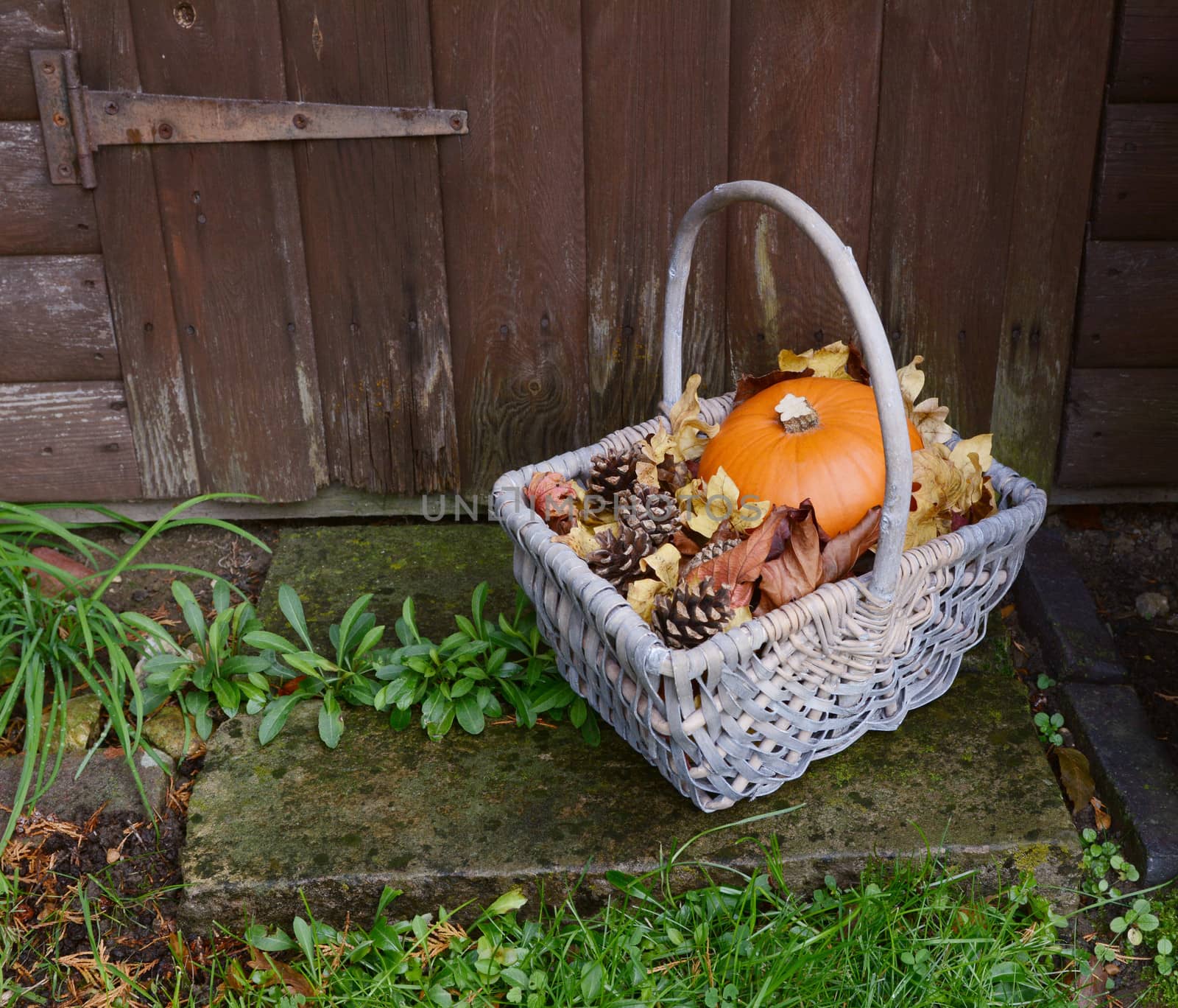 Basket with autumnal ripe pumpkin, dry leaves and fir cones on a rustic stone doorstep