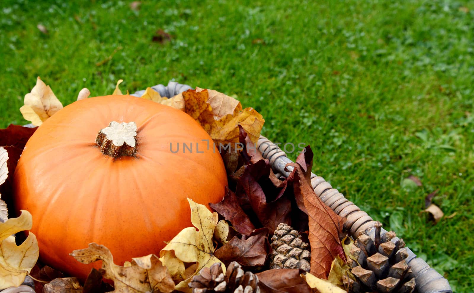 Closeup of ripe pumpkin with autumn leaves and fir cones in a basket on grass