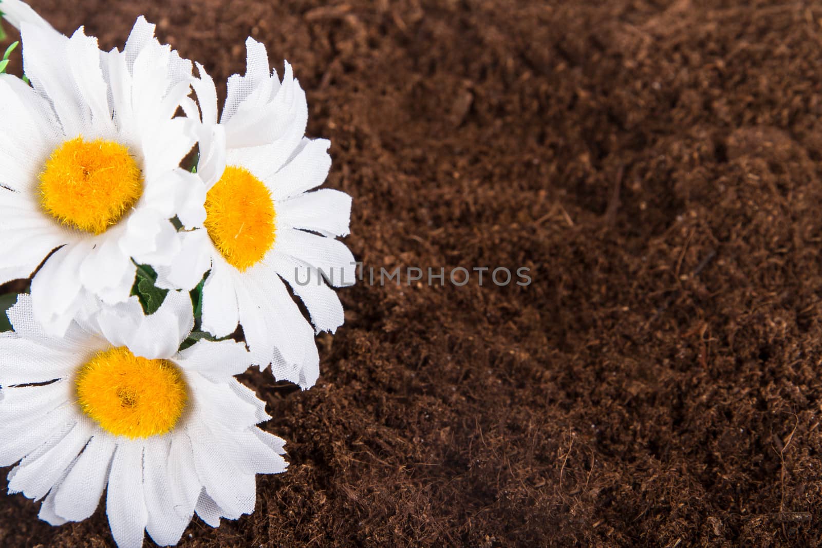 Artificial flower on soil.