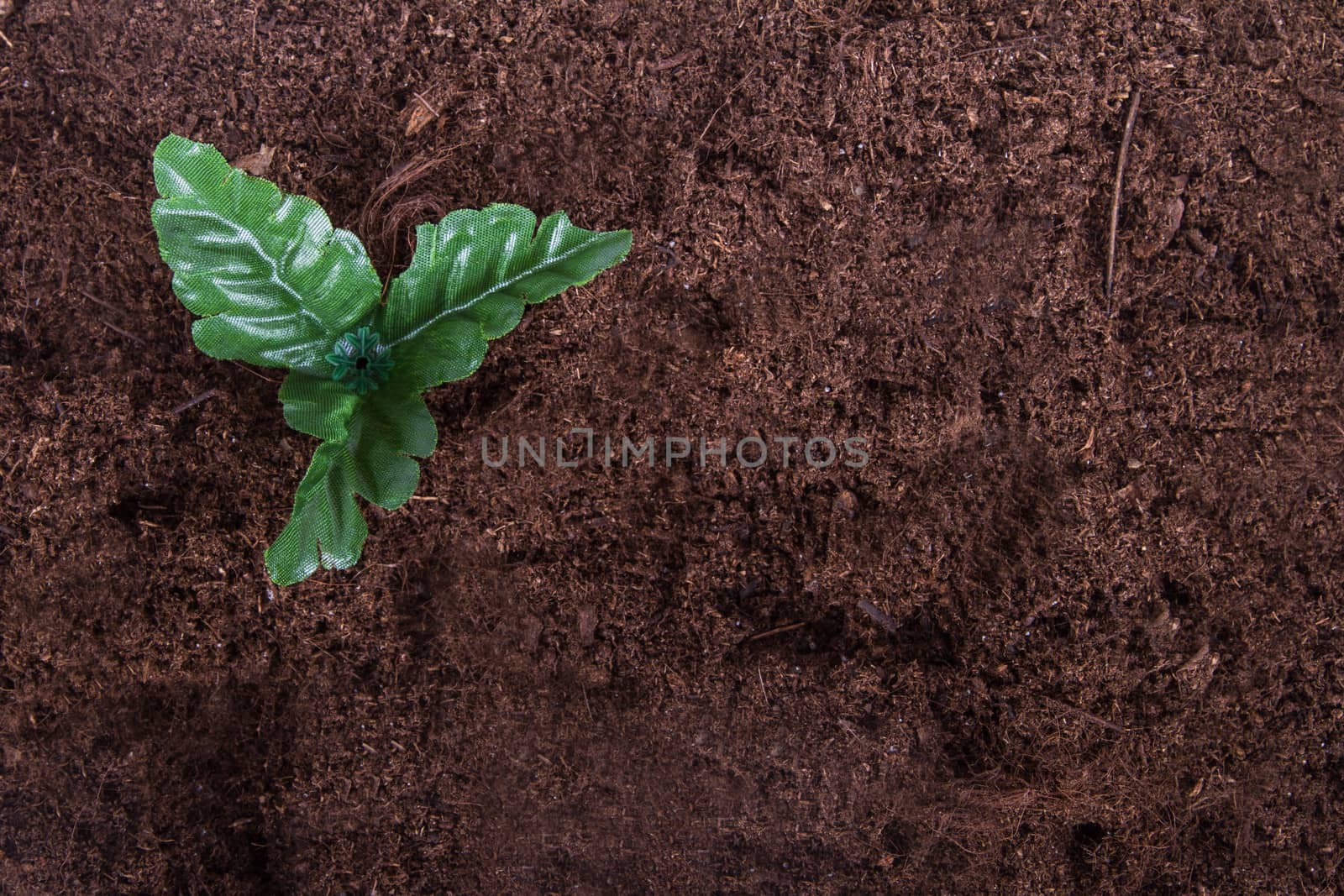 Artificial flower on soil.
