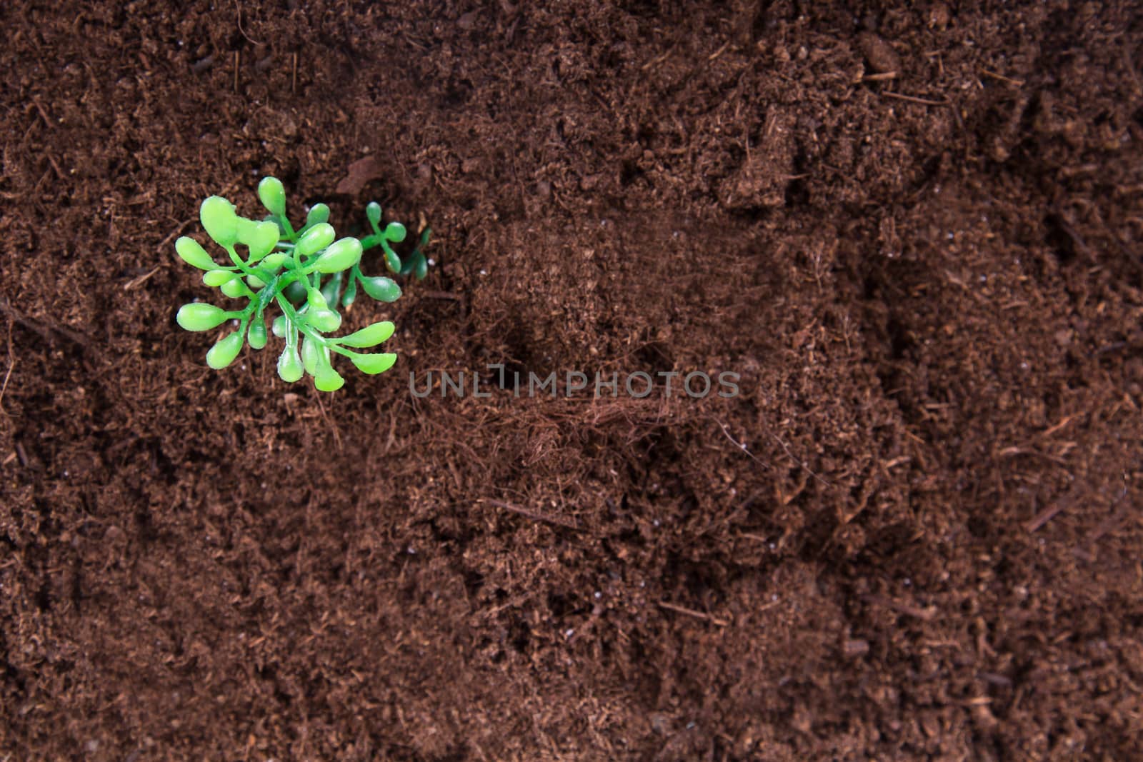 Artificial flower on soil.