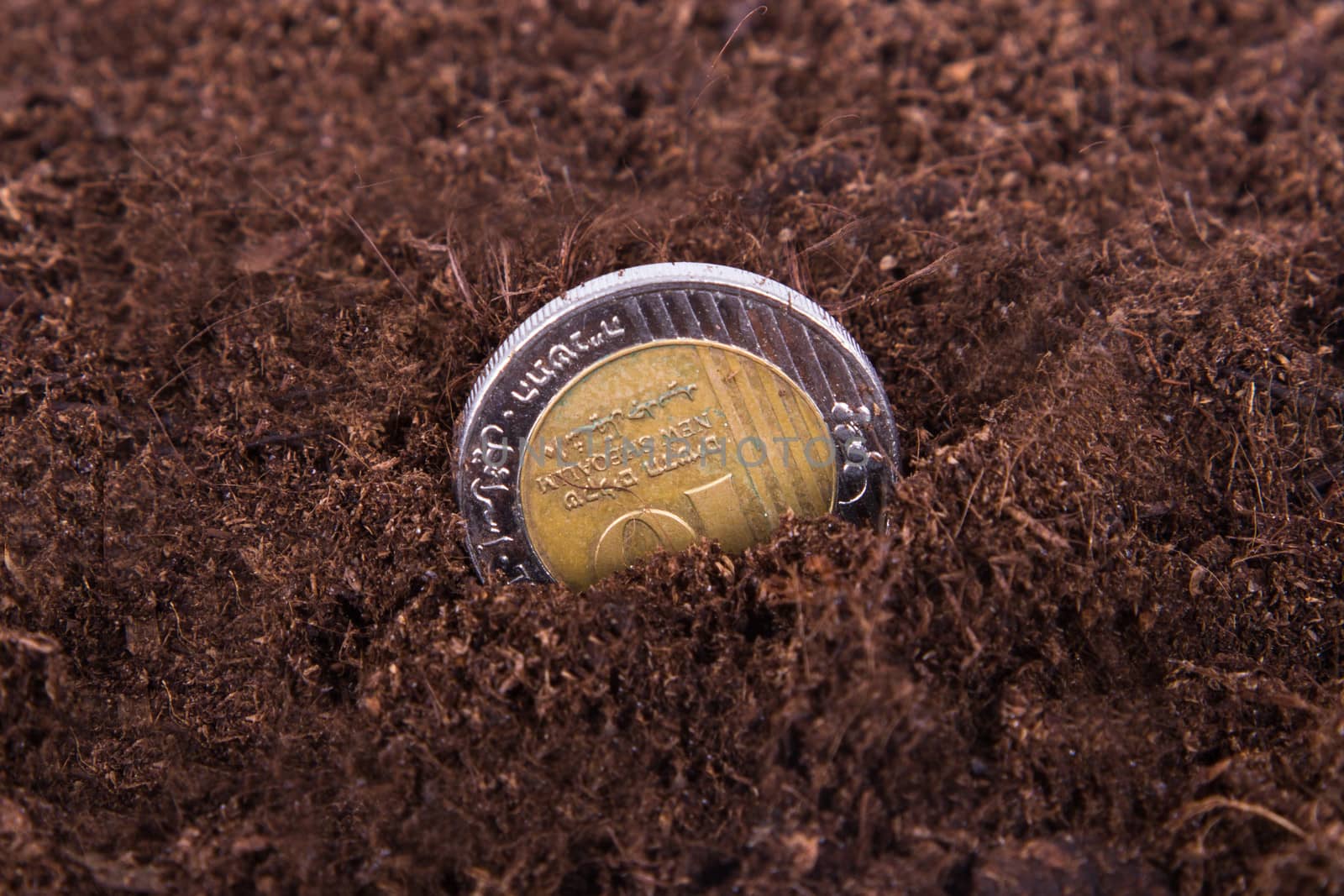Single coin growing in soil.