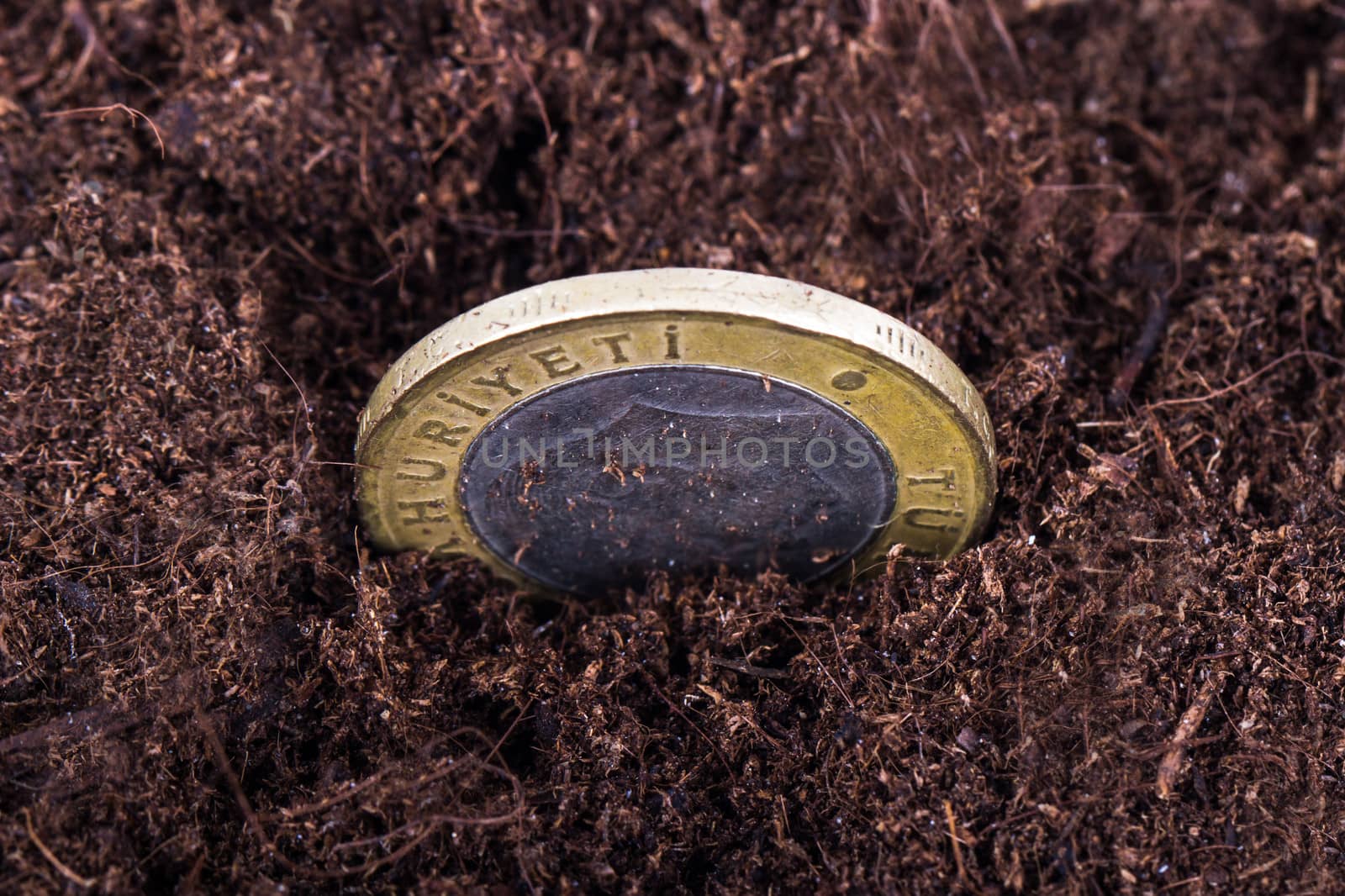 Single coin in soil for growing.