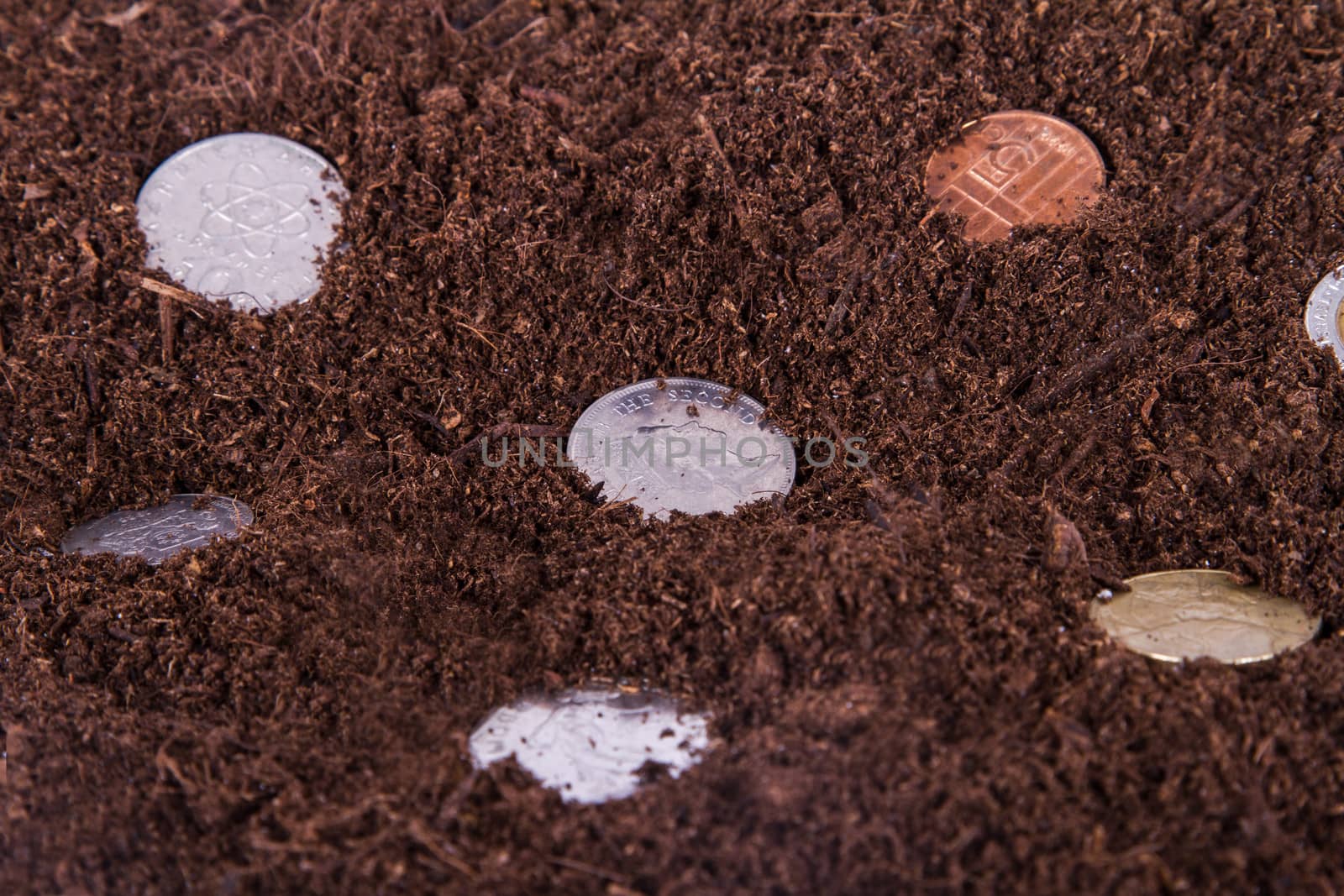 Finance concept, coins growing in soil.
