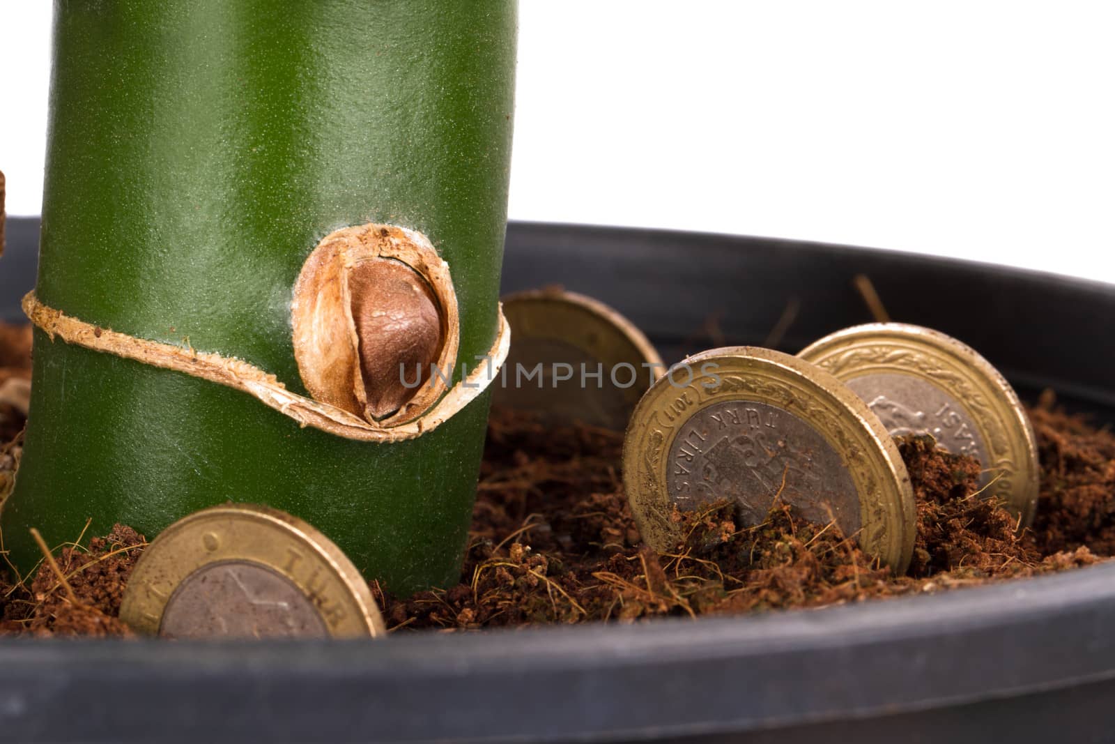 Coins in soil with plant, isolated on white background.