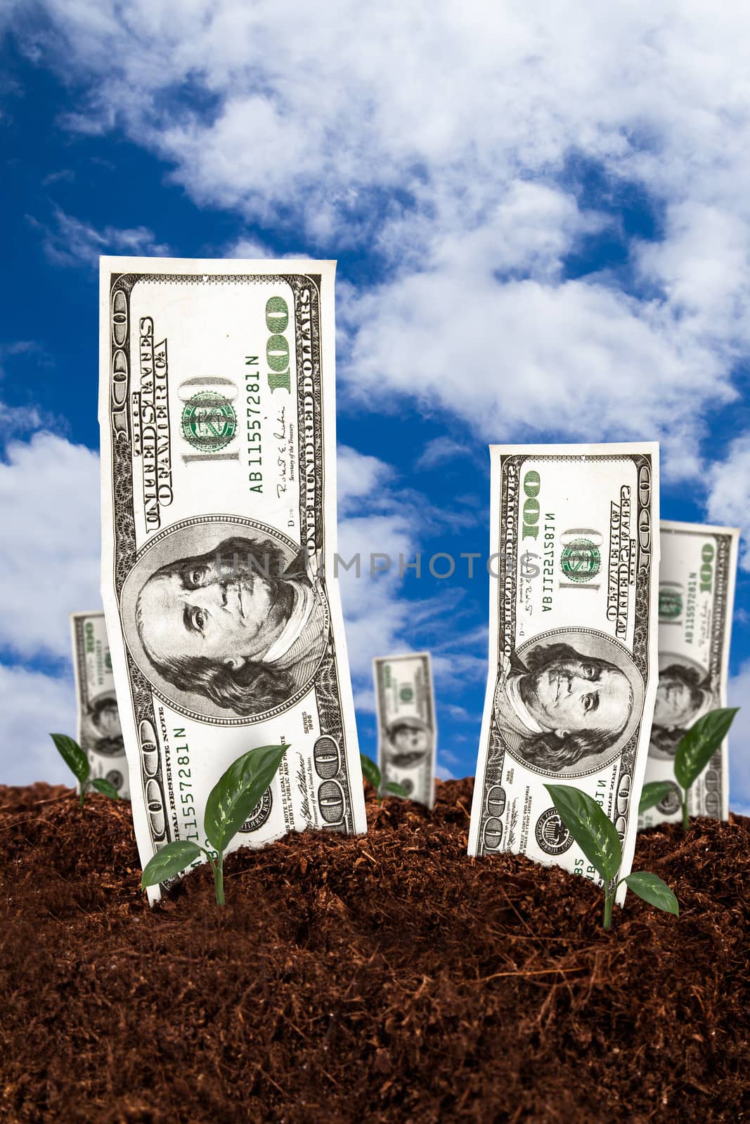 One hundred dollar banknotes on soil for growing with cloudy background.