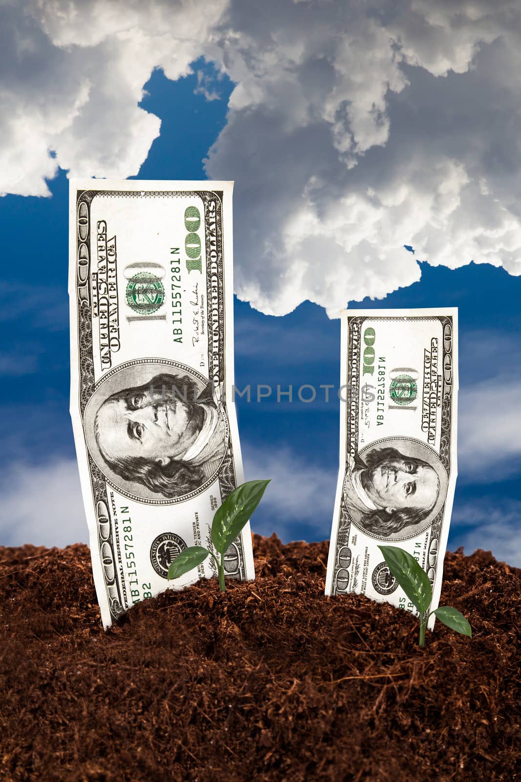 One hundred dollar banknotes on soil for growing with cloudy background.