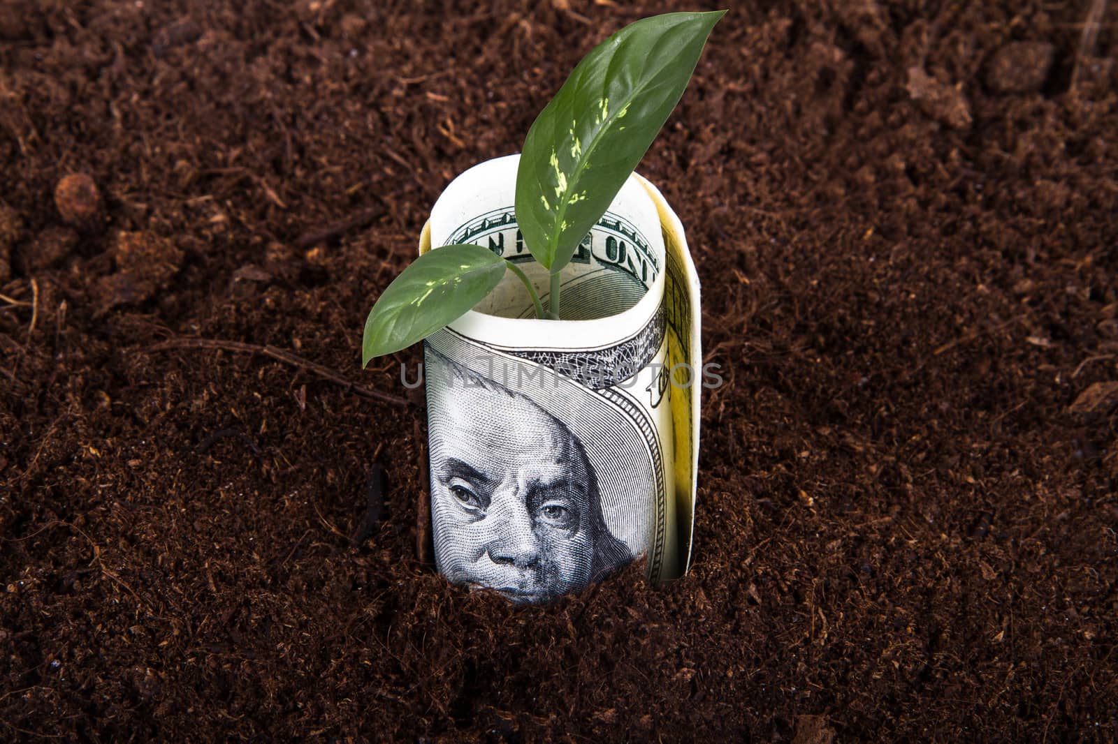 One hundred dollar bill money growing in soil with green plant leaves.