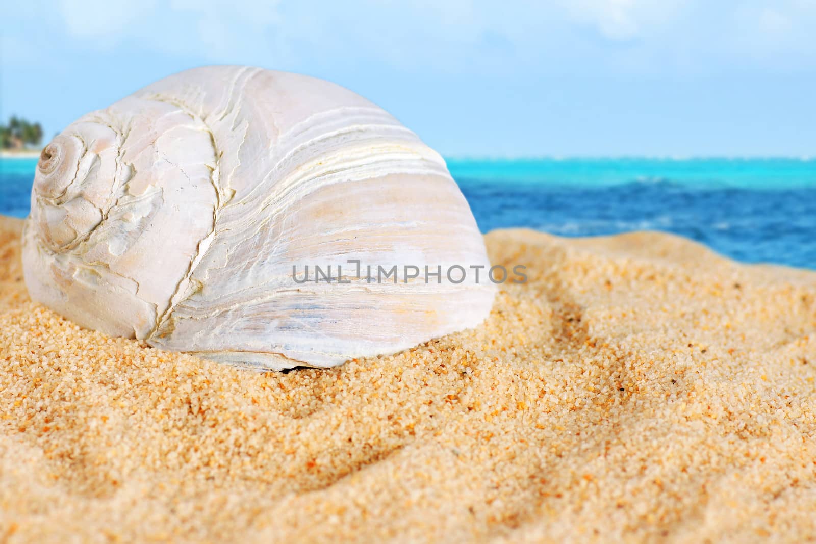 Large snail shell on the beach sand with Caribbean sea background