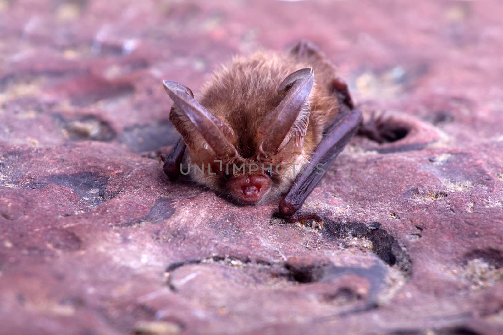 bat close up on a stone background