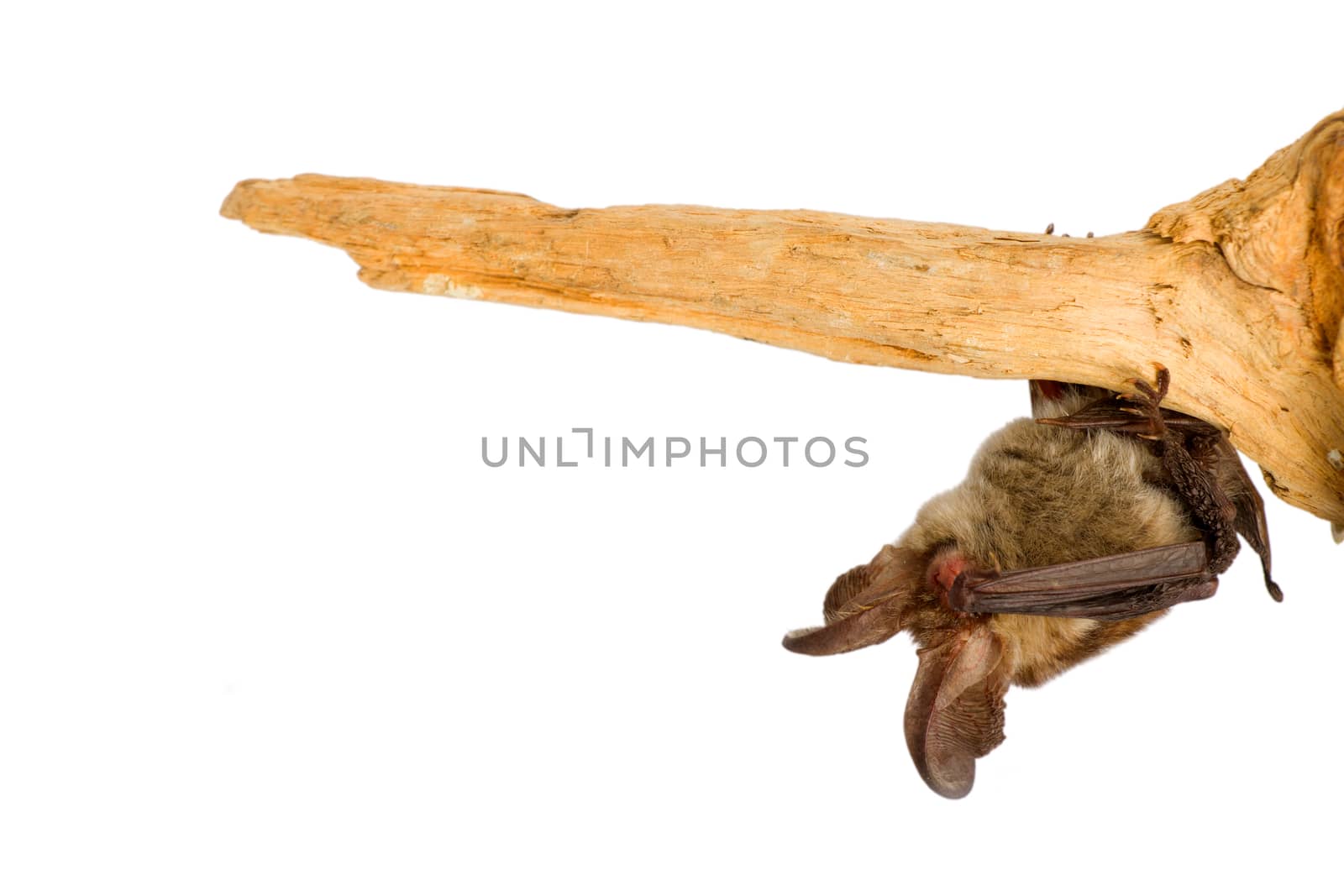 bat close up on a white background