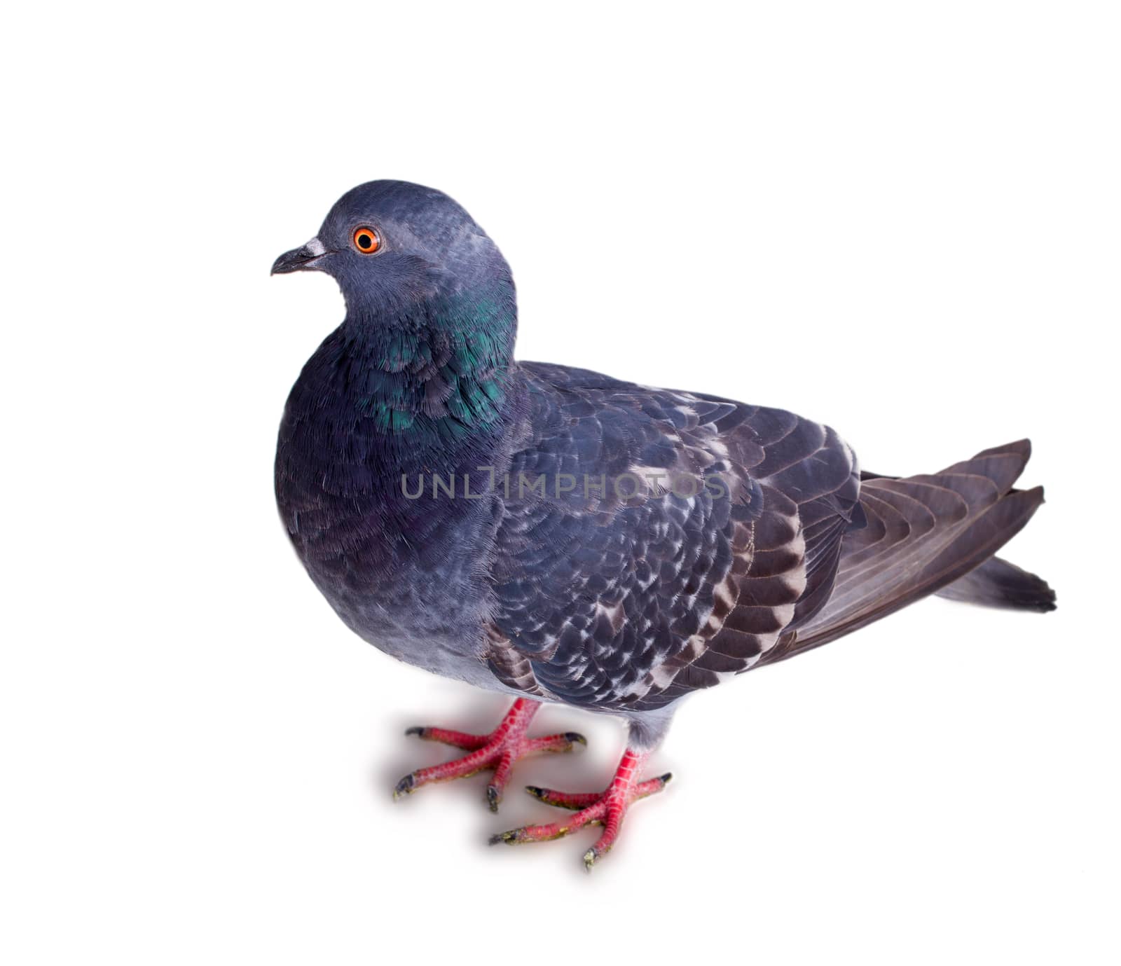 pigeon on a white background close up