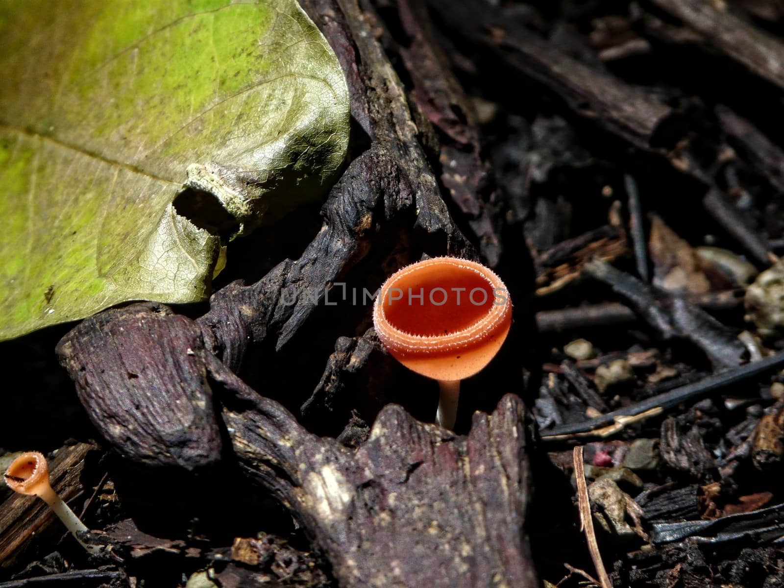A mushroom in forest, Pacific Coast, Costa Rica