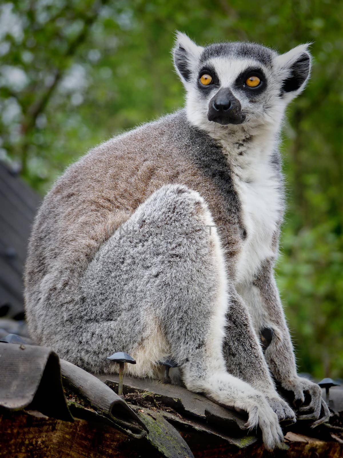 Ring-tailed Lemur by nicousnake