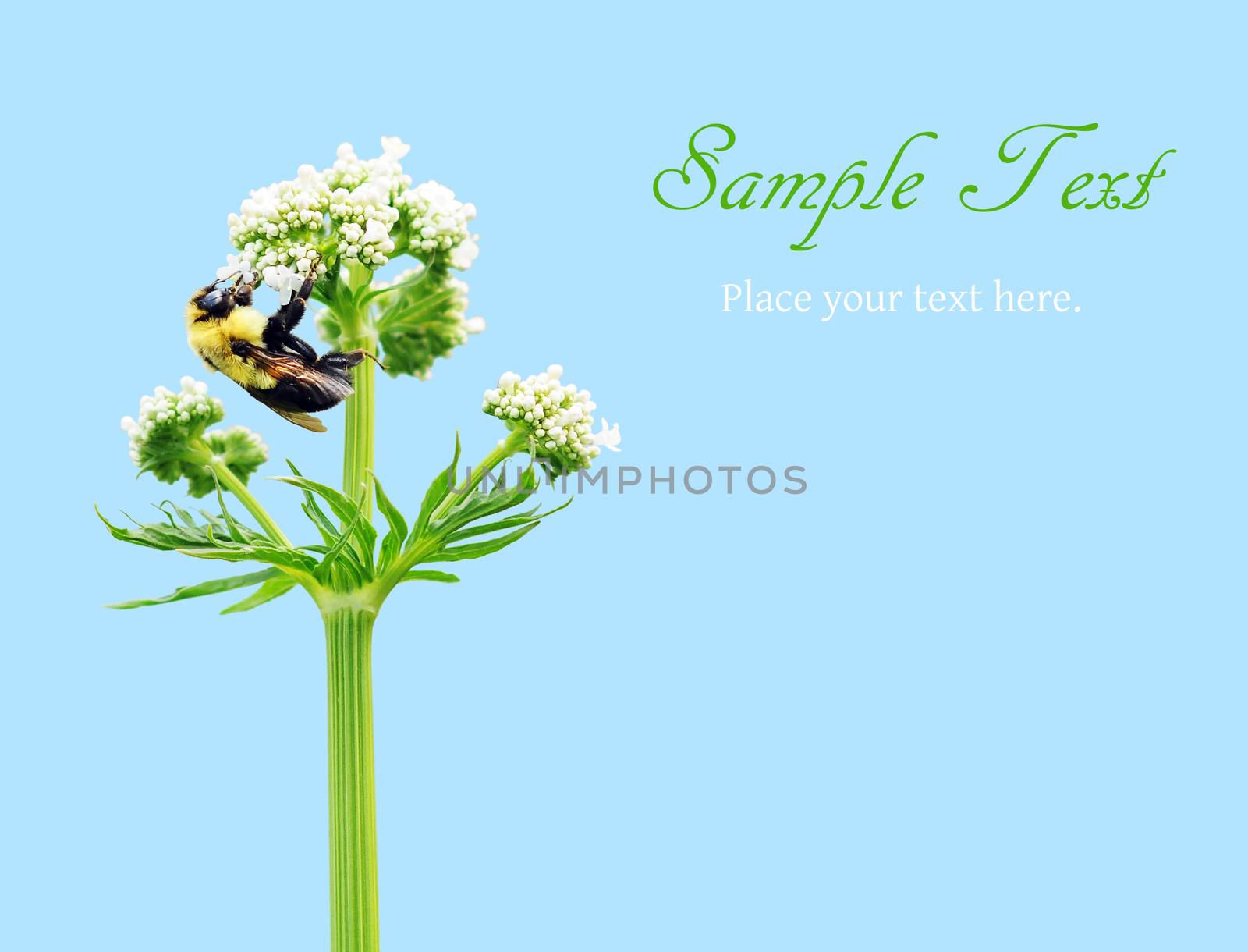 Bumblebee feeding on white flower on blue with copy space