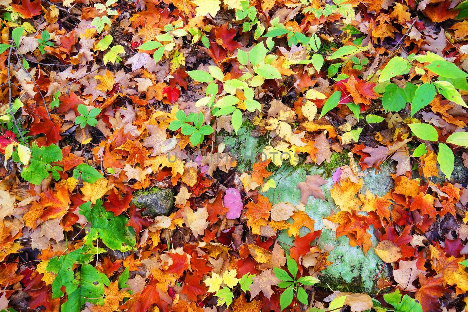 Orange and red leaves on the ground by Mirage3