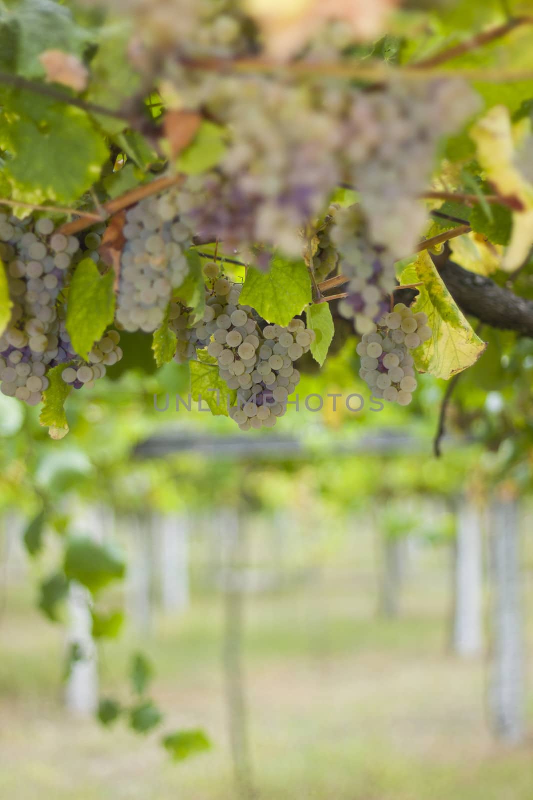 Grapes from vineyard in Cambados, Pontevedra, Spain