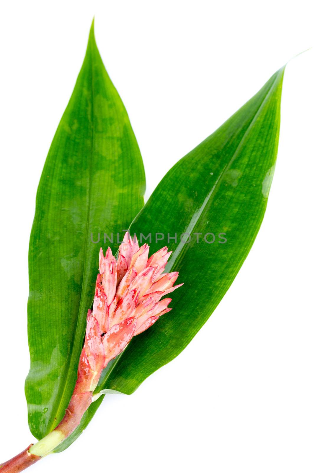 Indian Head Ginger - Costus speciosus with leaves on white background