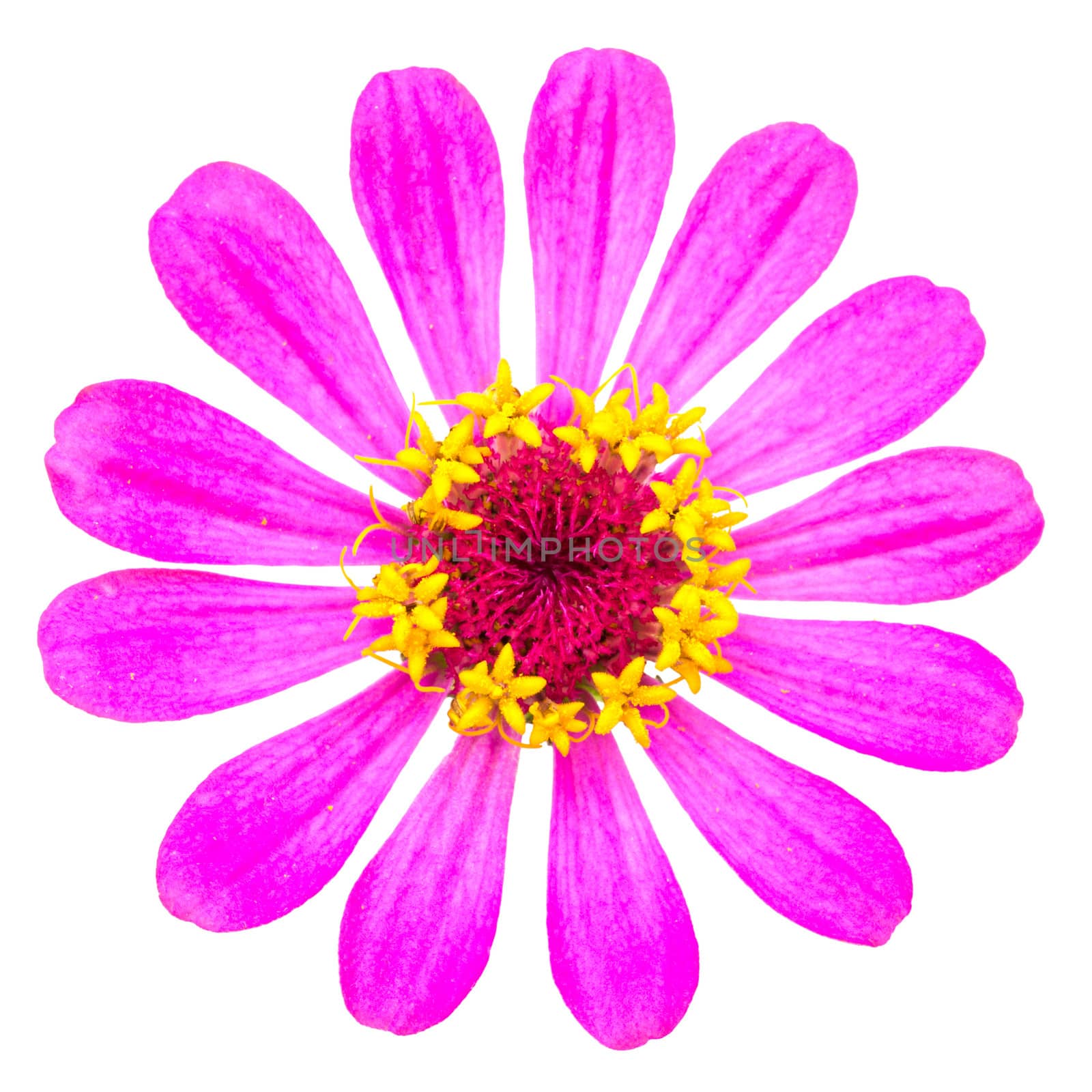 beautiful flower - chrysanthemum by supersaiyan