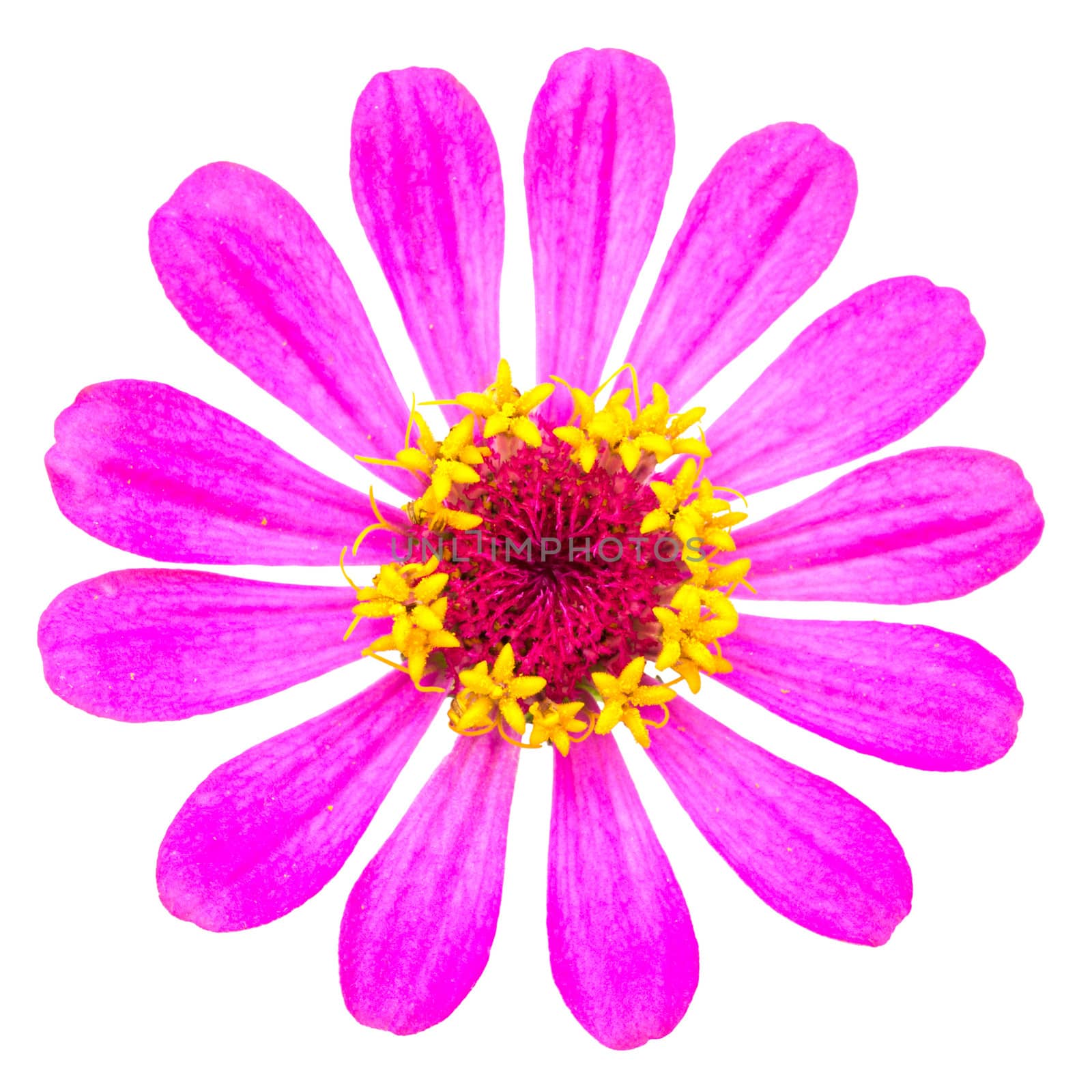 beautiful flower - pink chrysanthemum isolated on white
