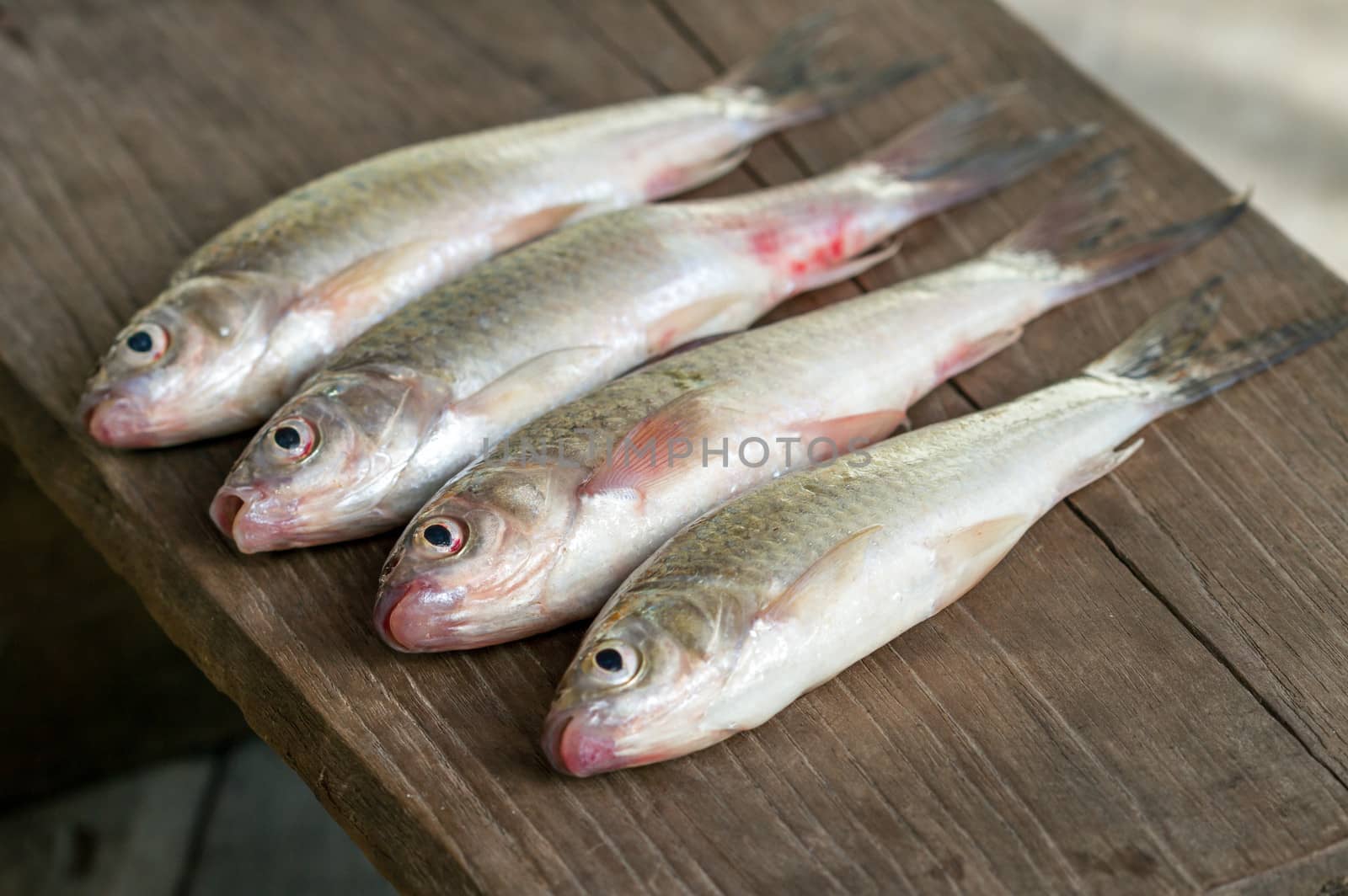 Siamese mud carp fish - "Henicorhynchus siamensis" on wooden plate