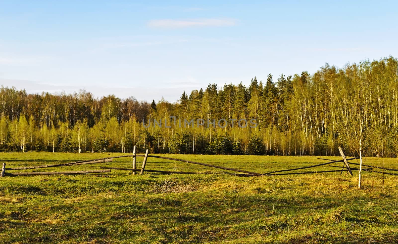 Fenced green pasture in a forest by wander